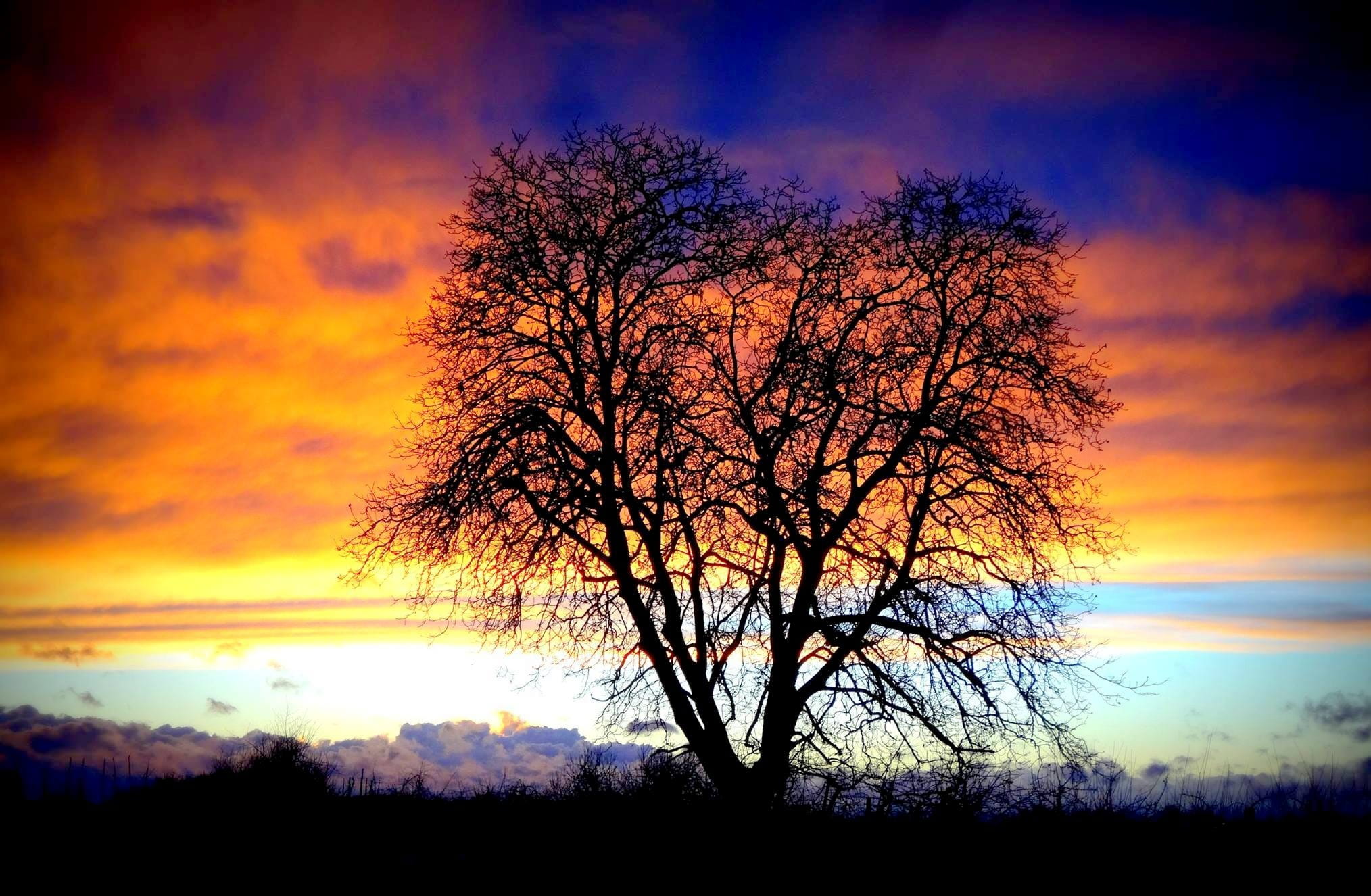 Sunset, Tree, Twilight, Evening, Sun, evening sun, silhouette