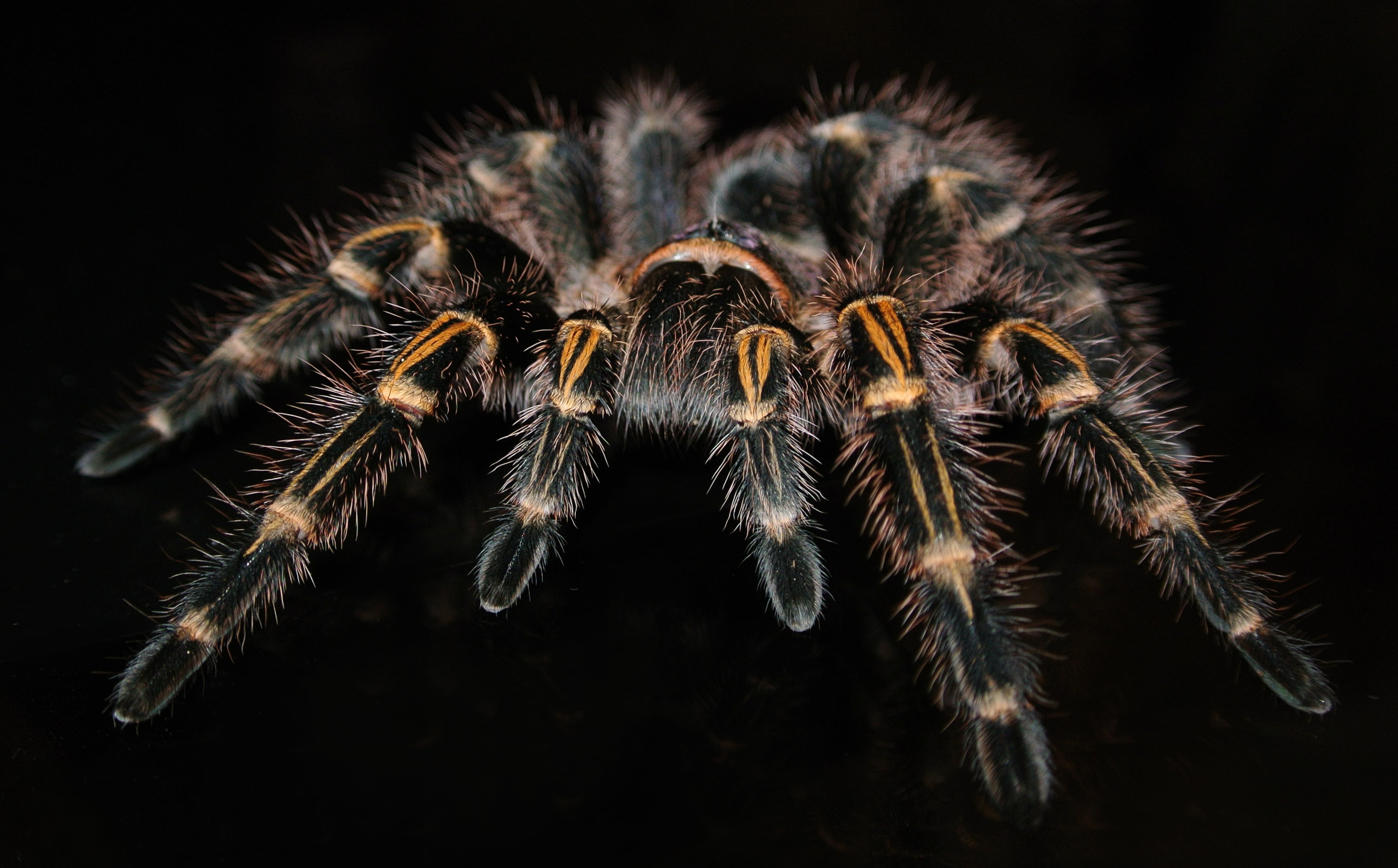 Grammostola pulchripes closeup photography, tarantula, spider