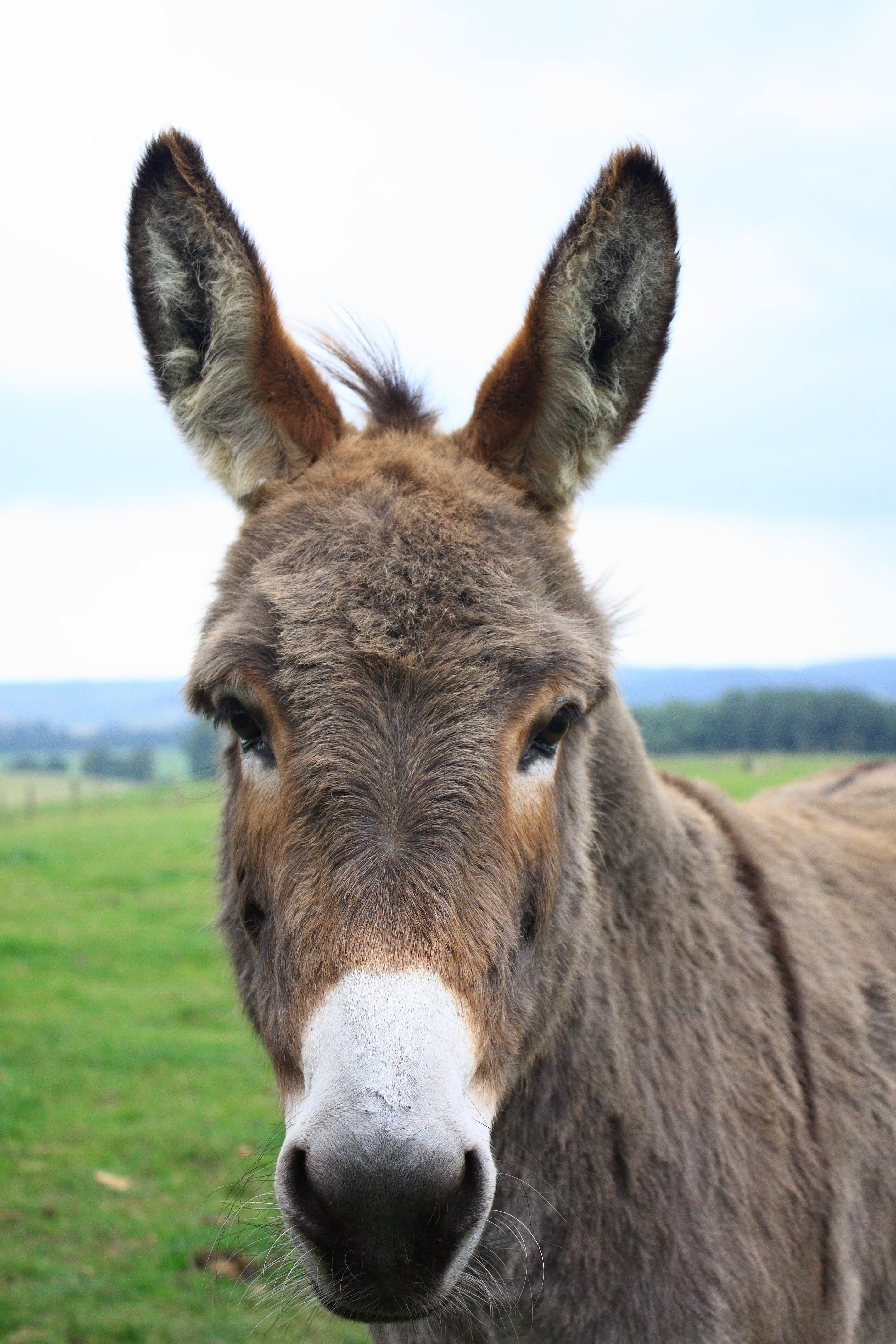 closeup photo of donkey, lelkendorf, gray donkey, donkey head