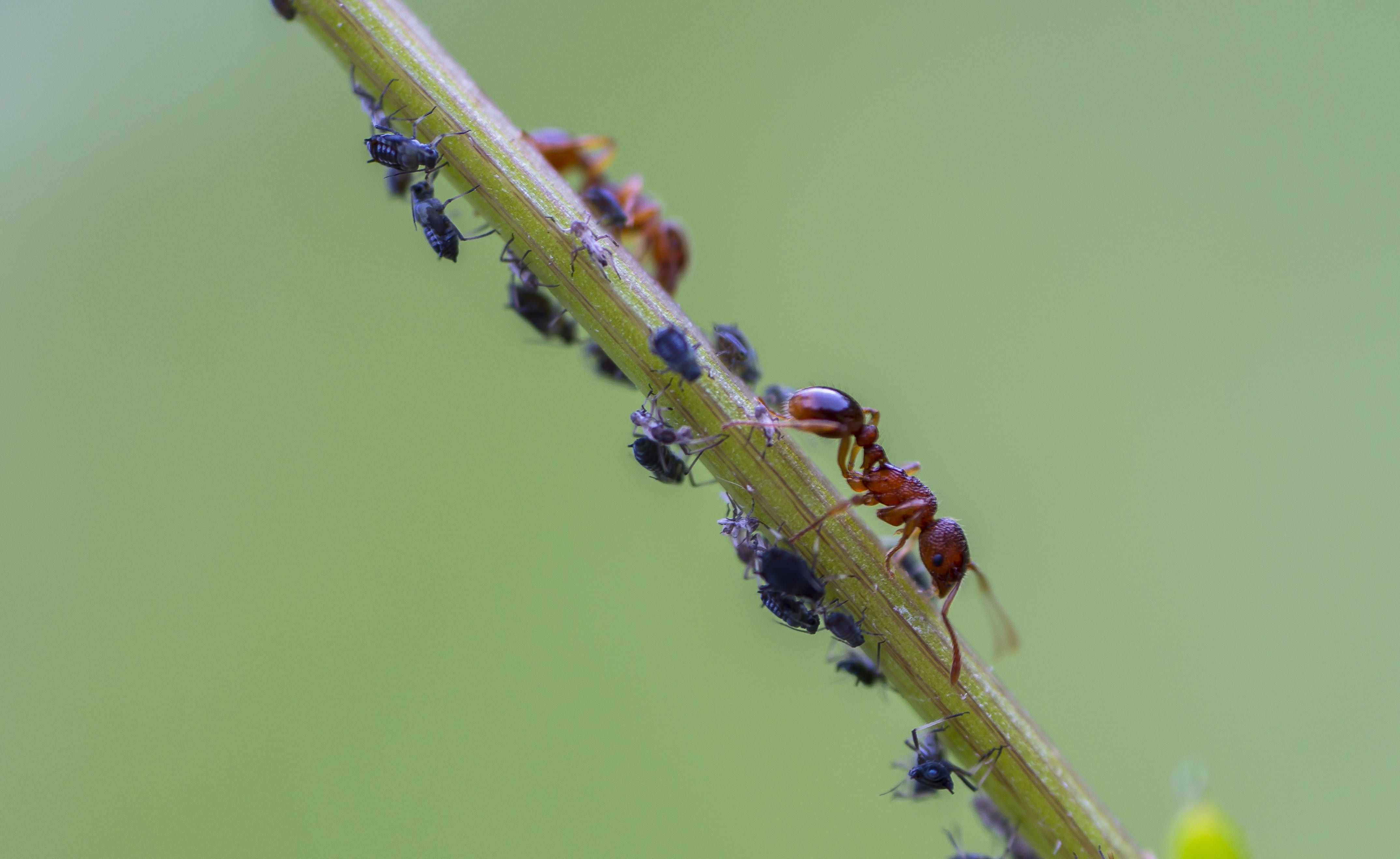 red and black ants on plant, red ant, louse, lice, aphid, infestation