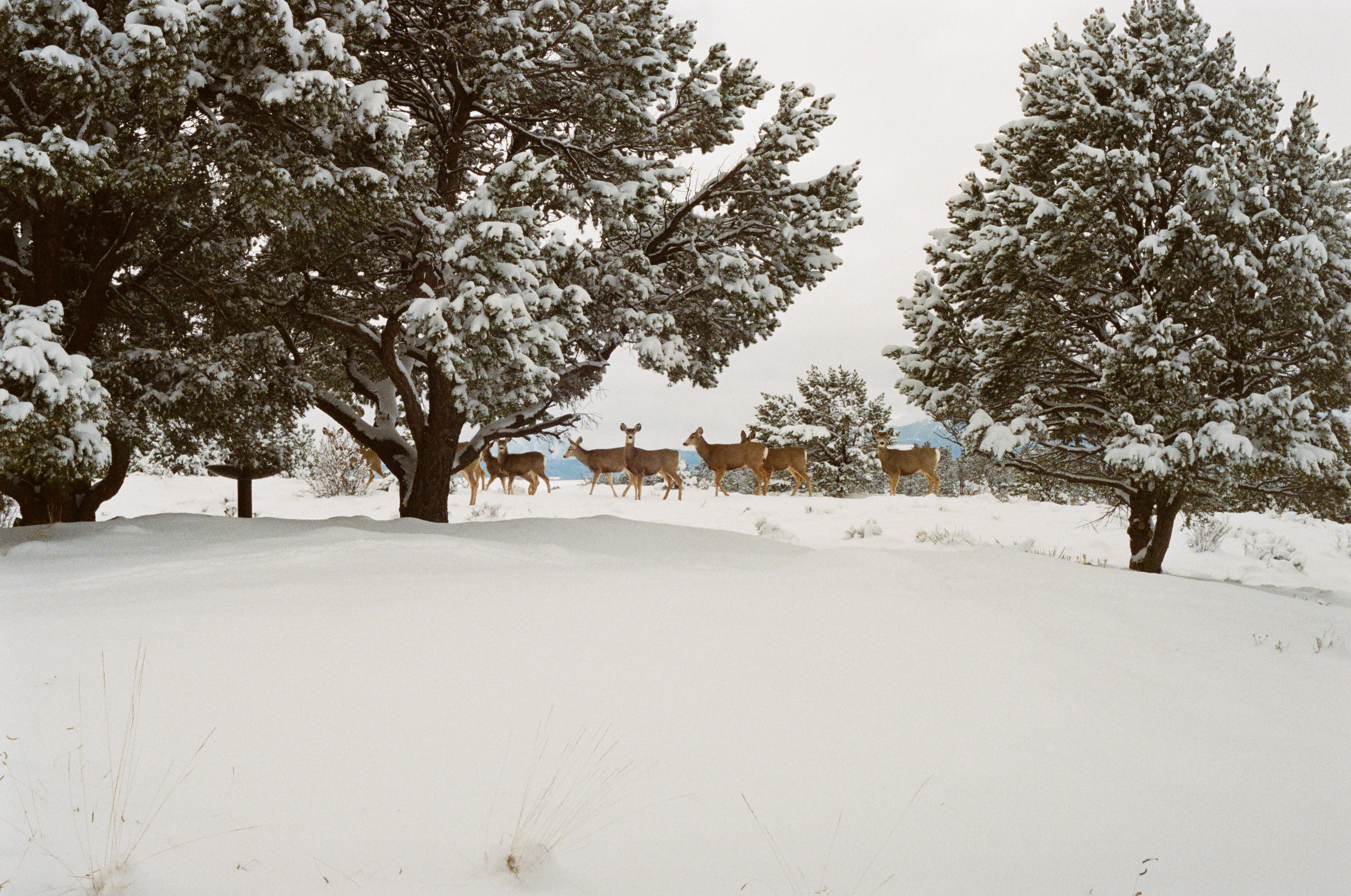 deer, animals, snow, winter, cold, trees, cold temperature
