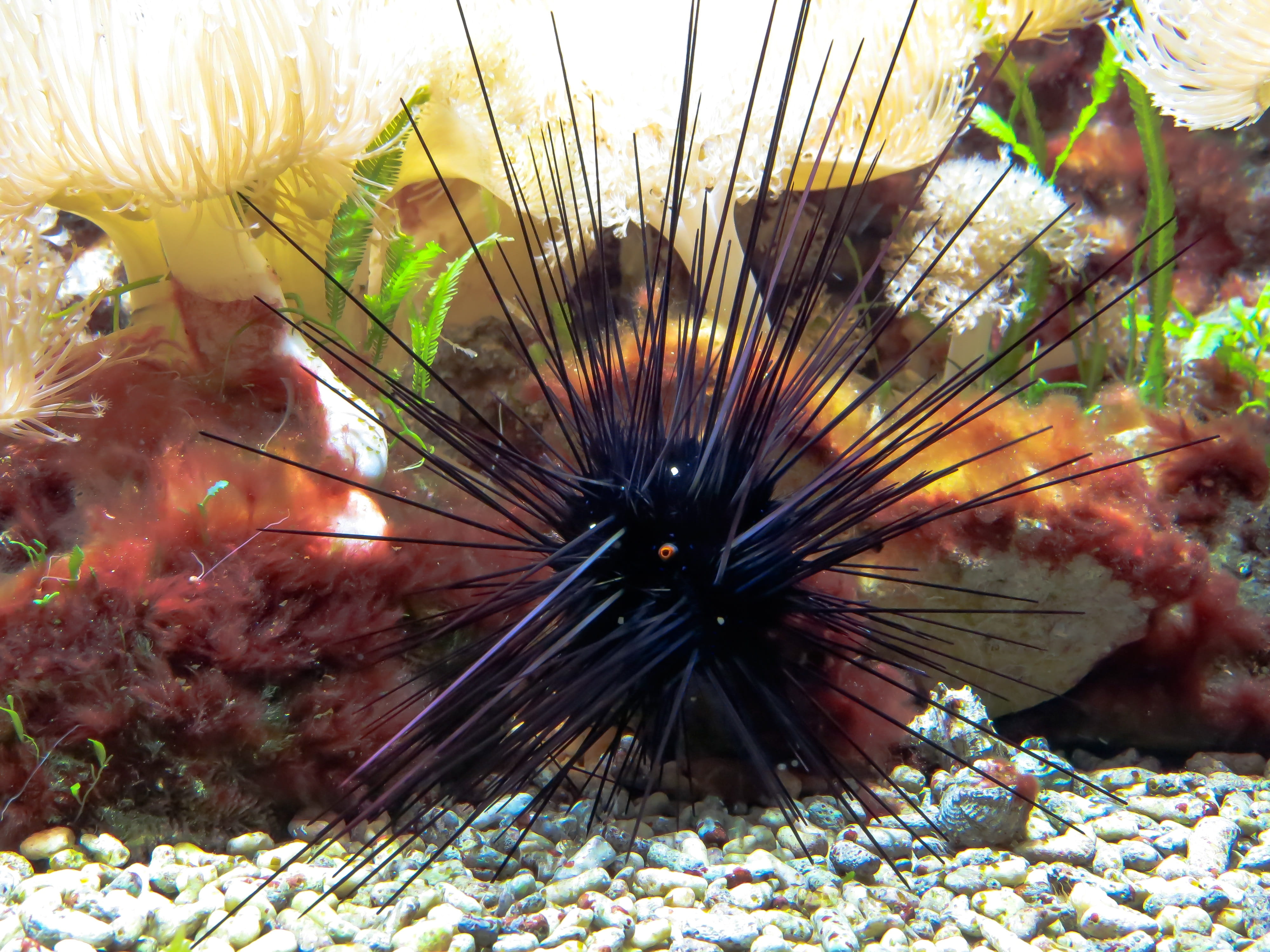 sea urchins, poison, sting, toxic, ocean floor, marine life