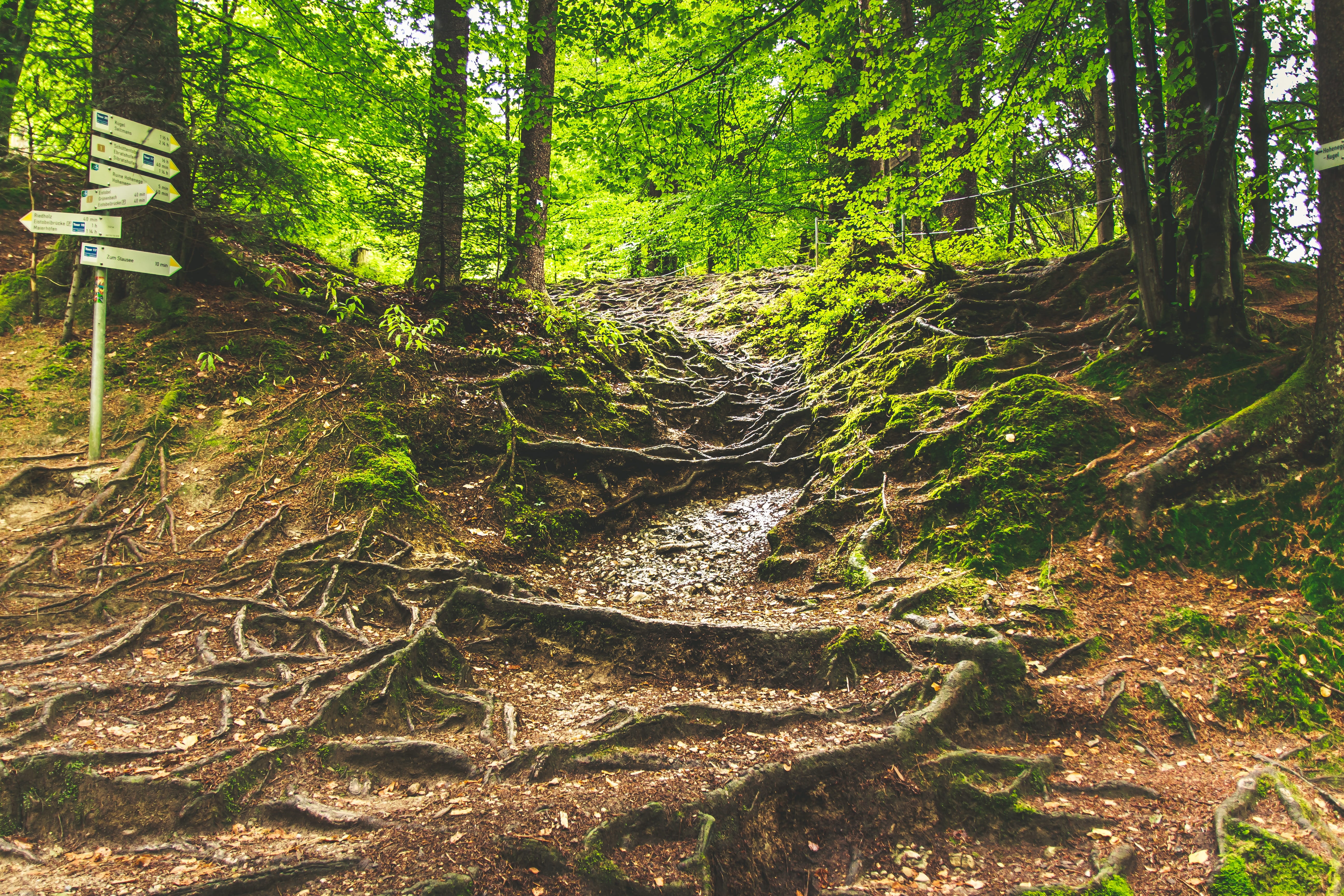 forest path, eistobel isny, hike, root, root system, trees