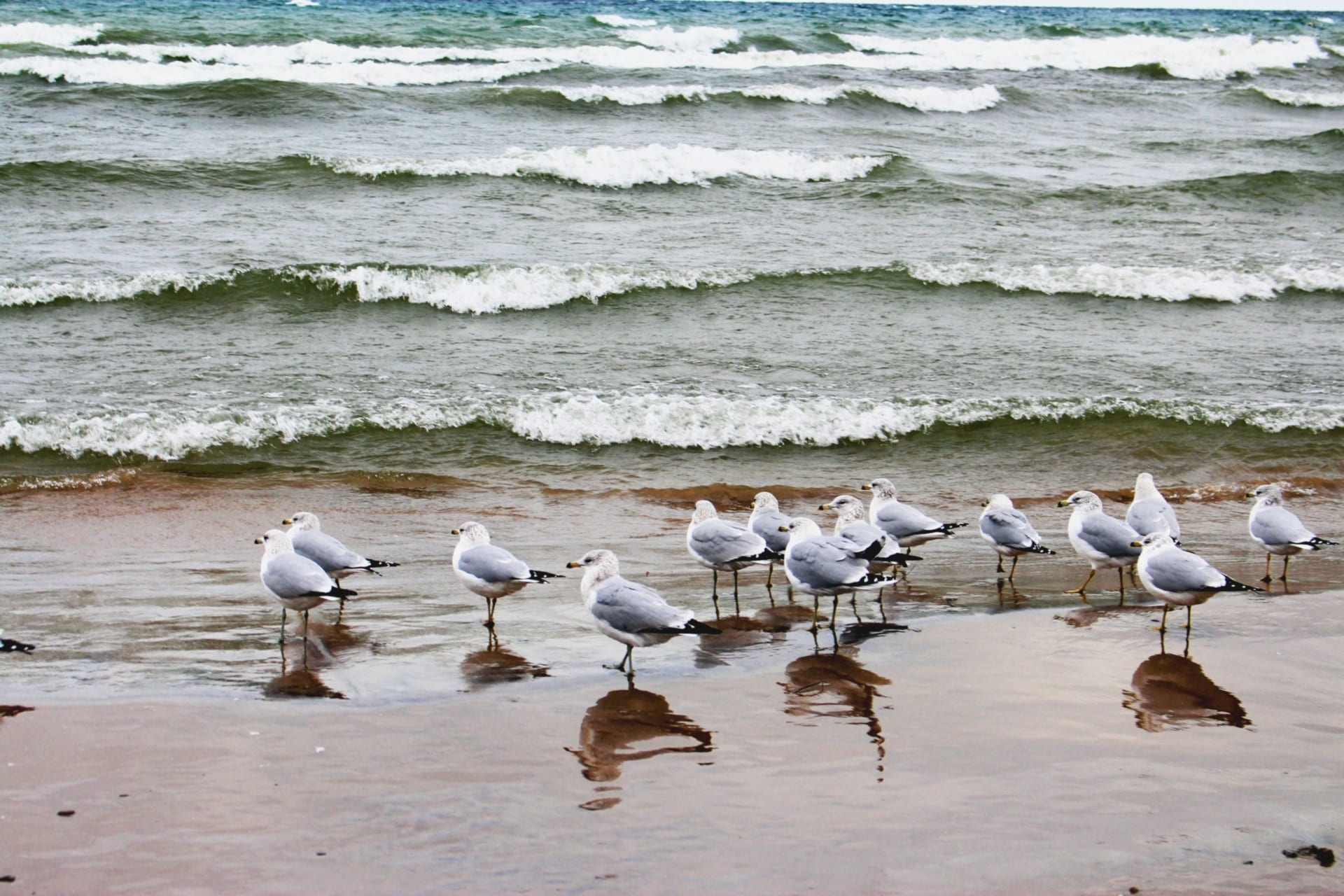 fauna, birds, the seagulls, coast, the waves, beach, summer