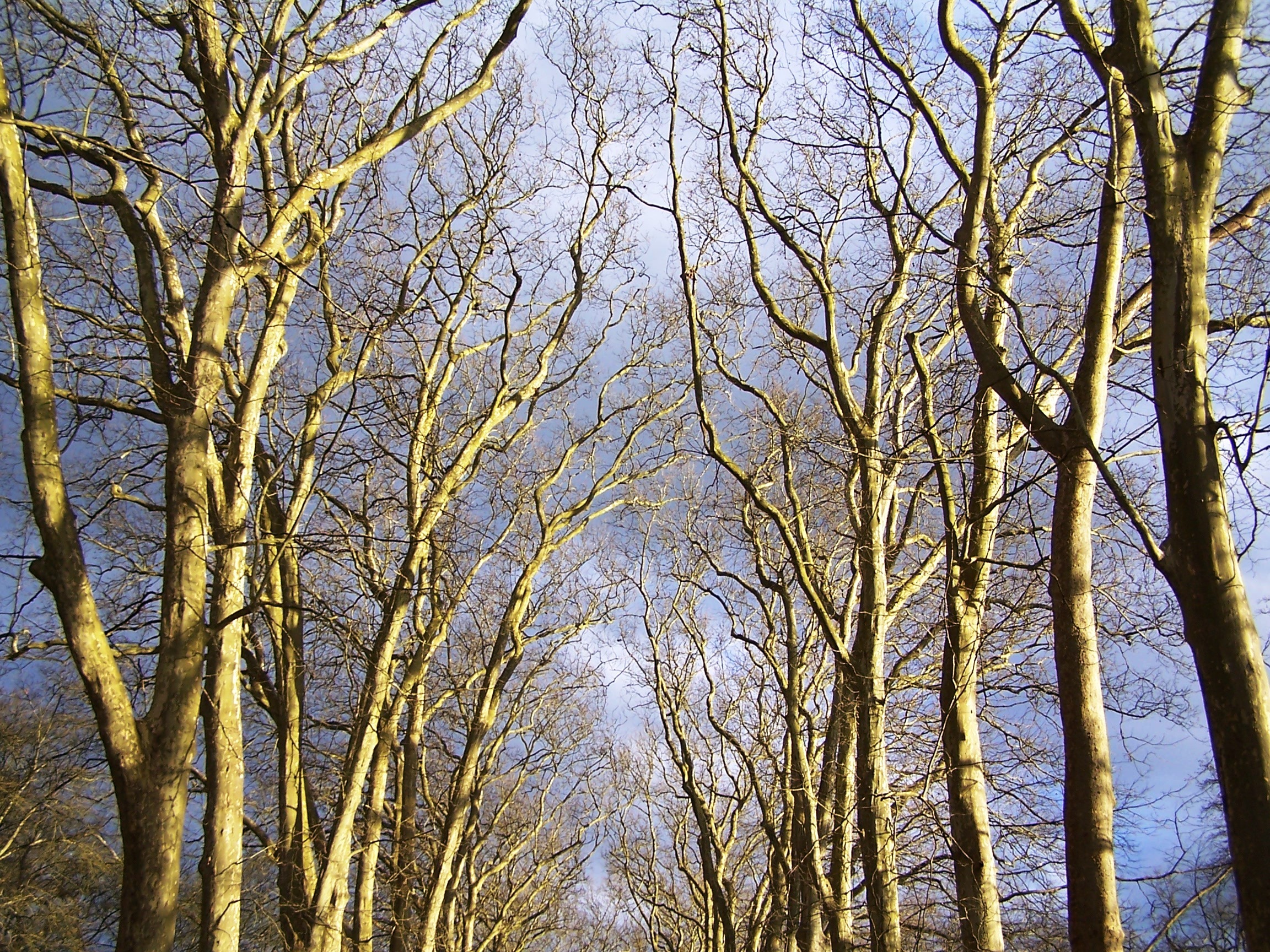 forest, leaf, path, trees, sky, plant, tranquility, low angle view