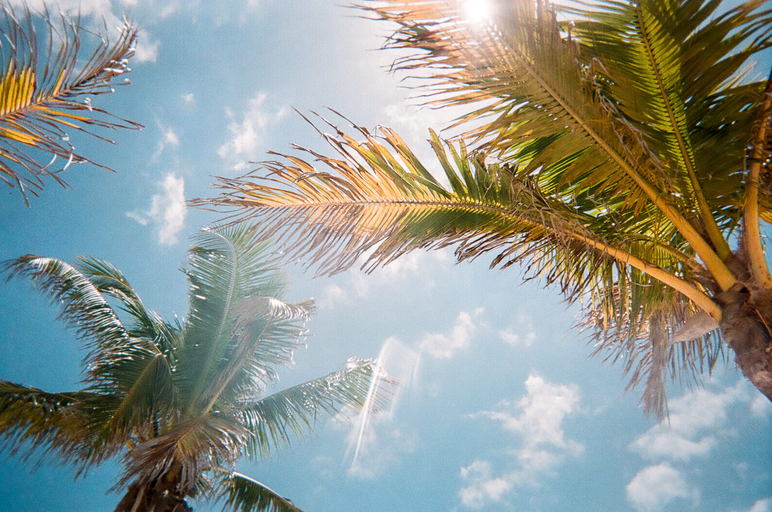 low angle photography of green palm trees during daytime, low-angle photography of coconut trees