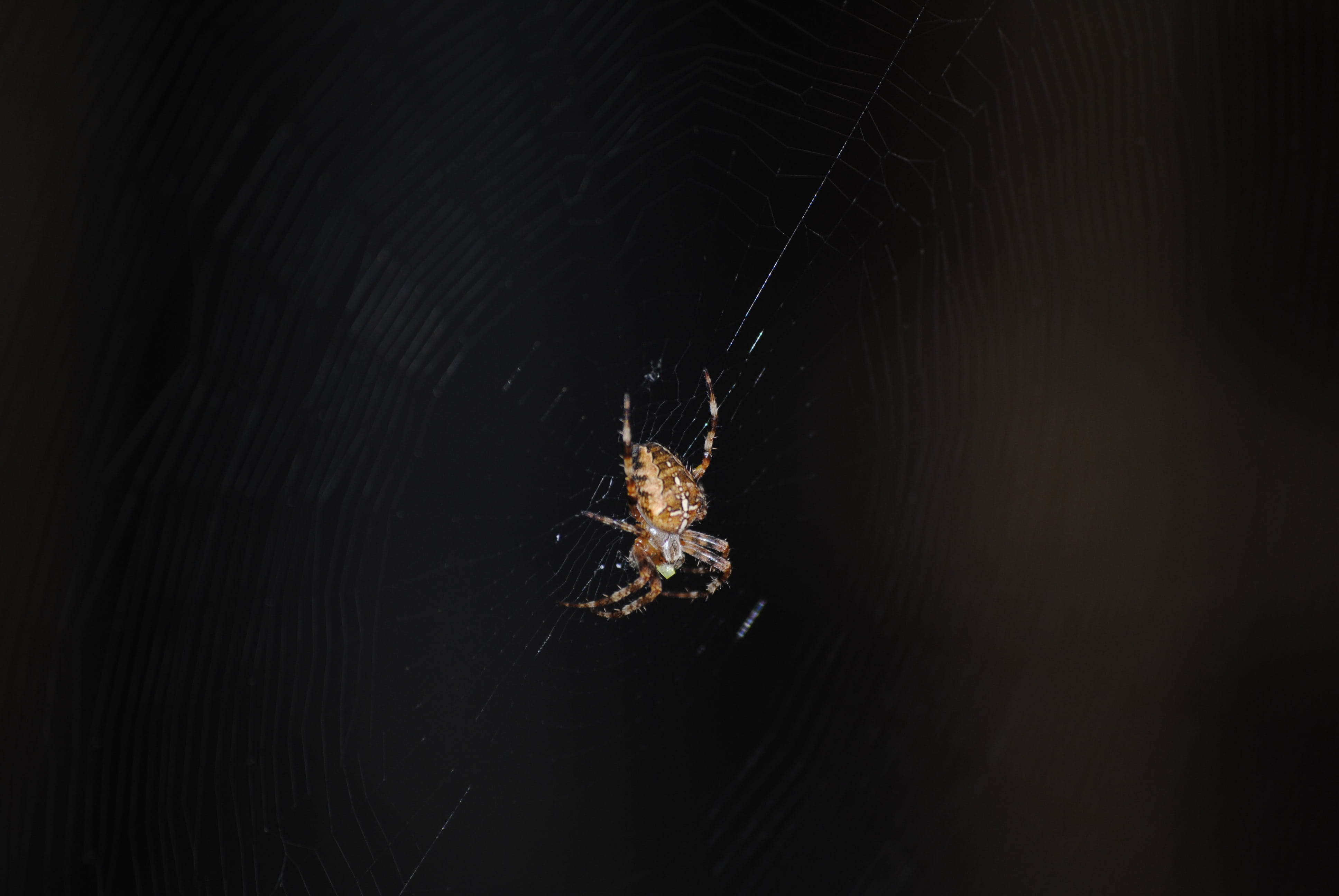 spider, web, insect, spooky, cobweb, black, nature, spiderweb