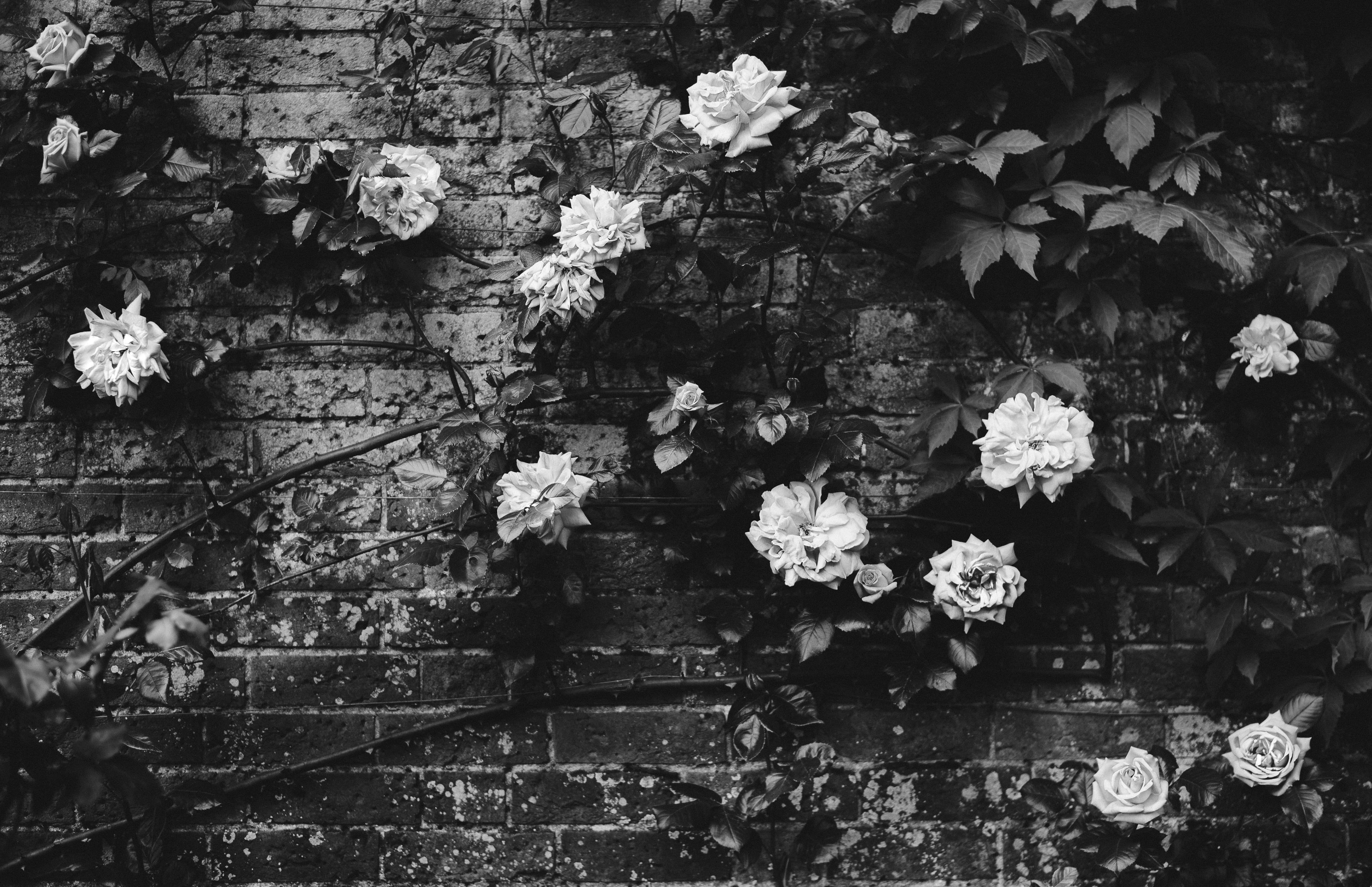 Black and white roses, grayscale photography of roses on wall