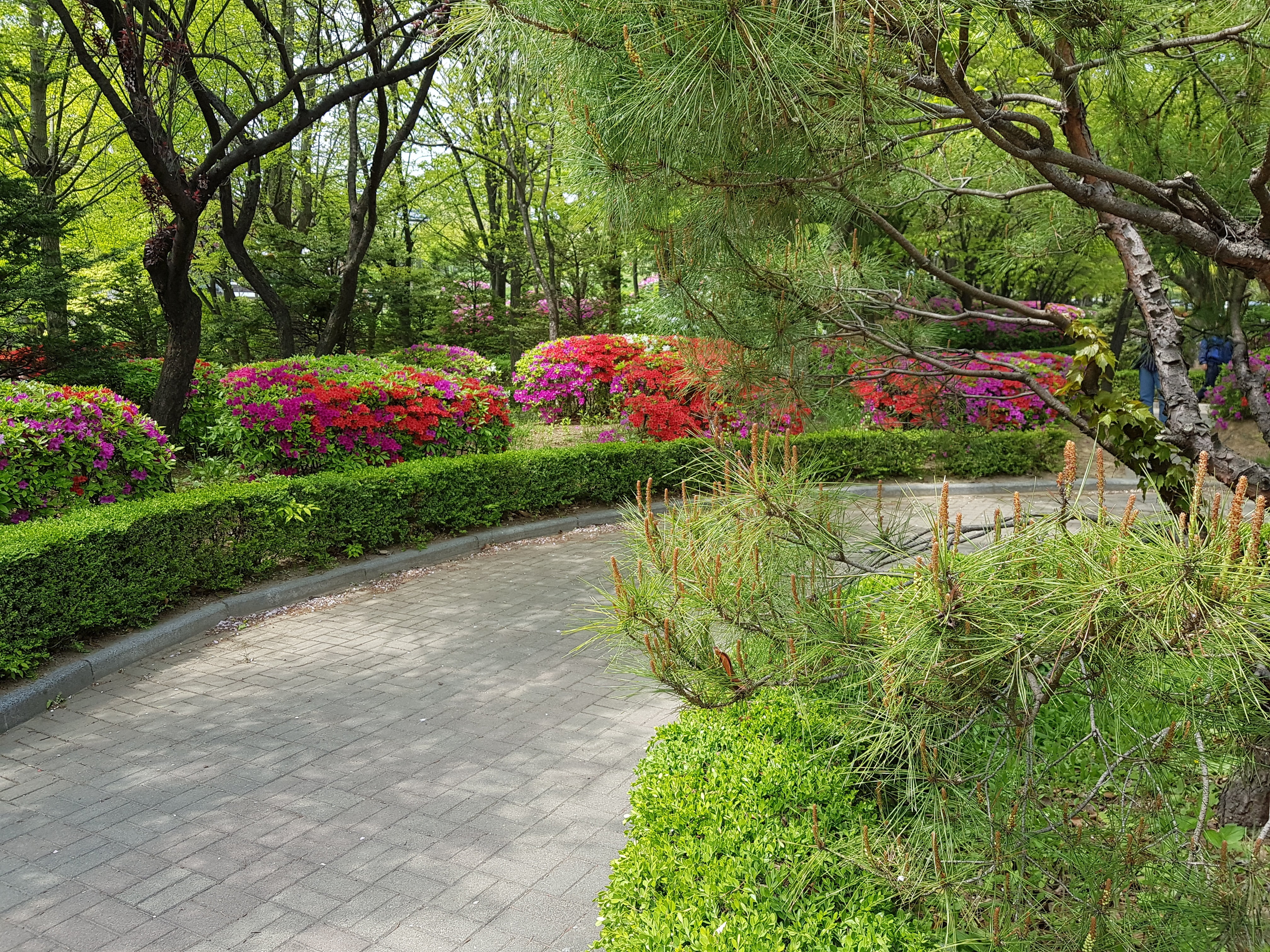 park, scenery, spring, plants, forest, nature, tree, growth