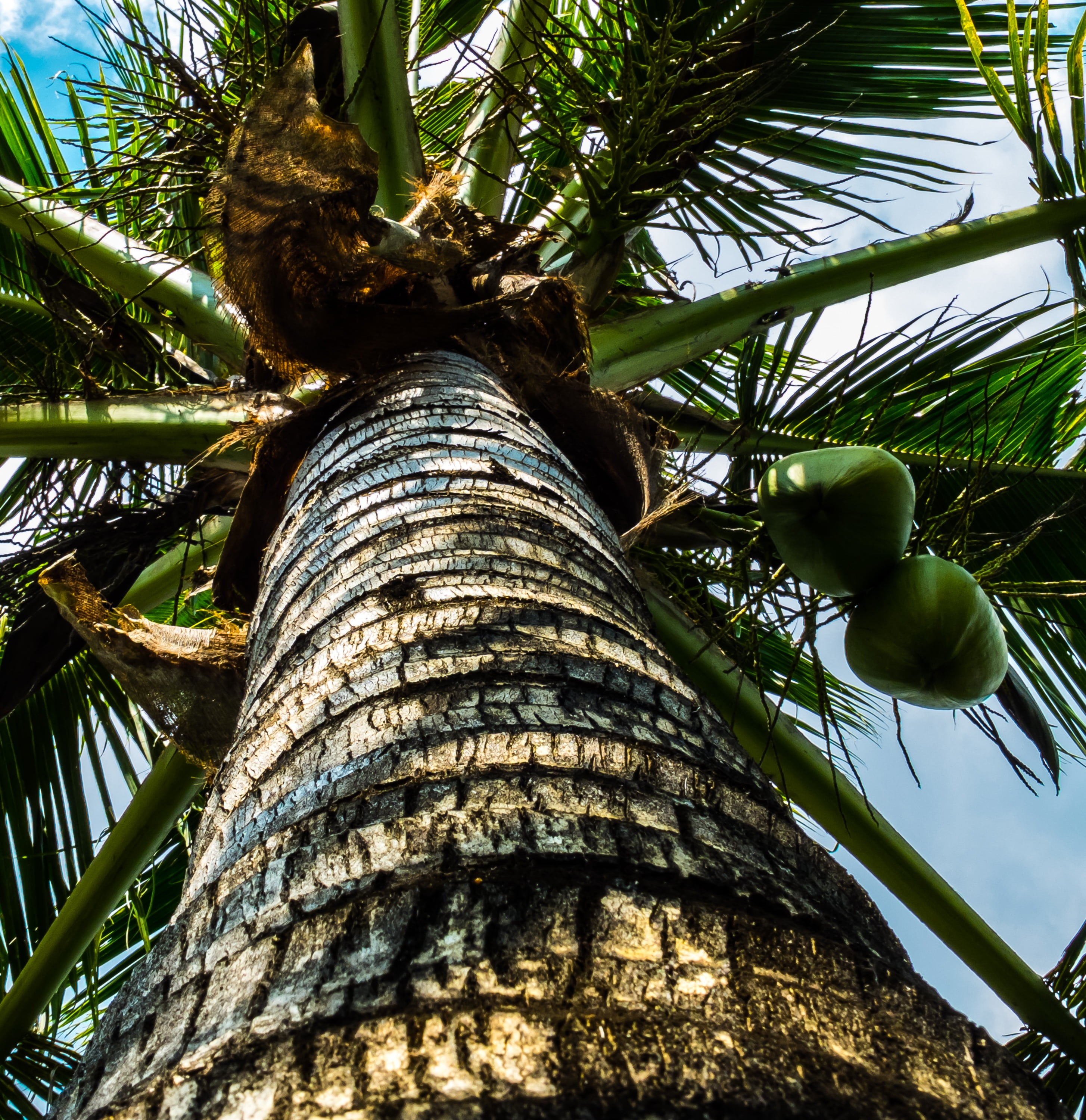 coconut tree, palm, coconuts, low angle view, plant, tree trunk