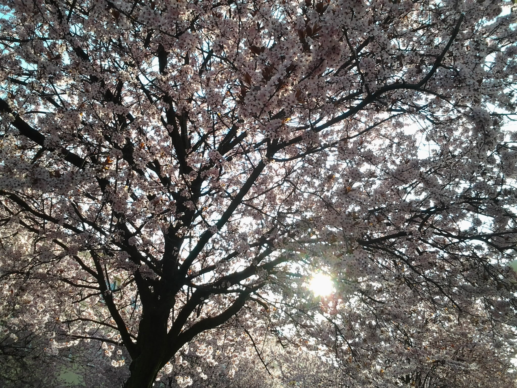 tree, branches, spring, sun, pink, flower, plant, low angle view
