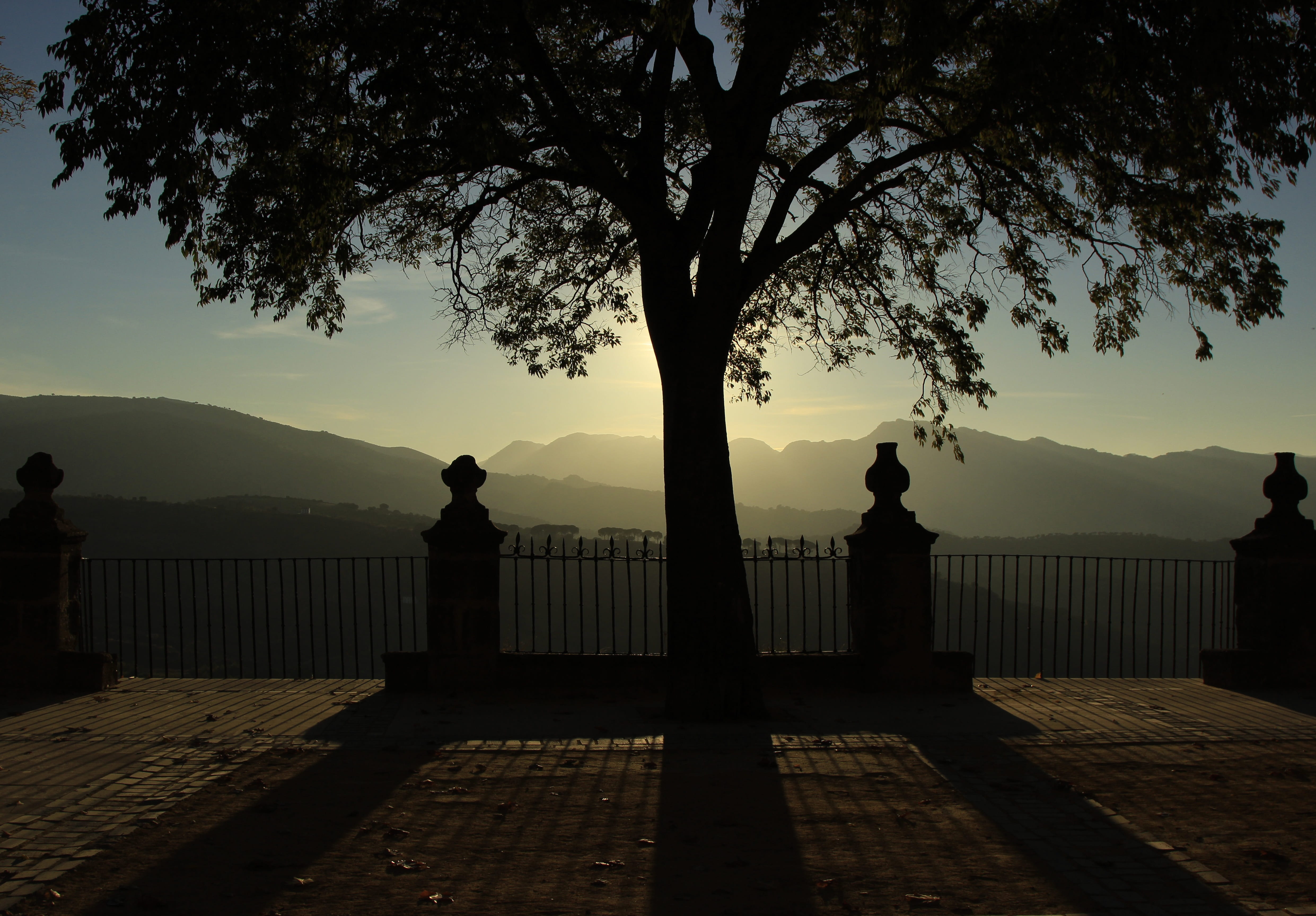 Trunk, Tree, Branches, Sunset, Backlight, viewpoint, bars, round