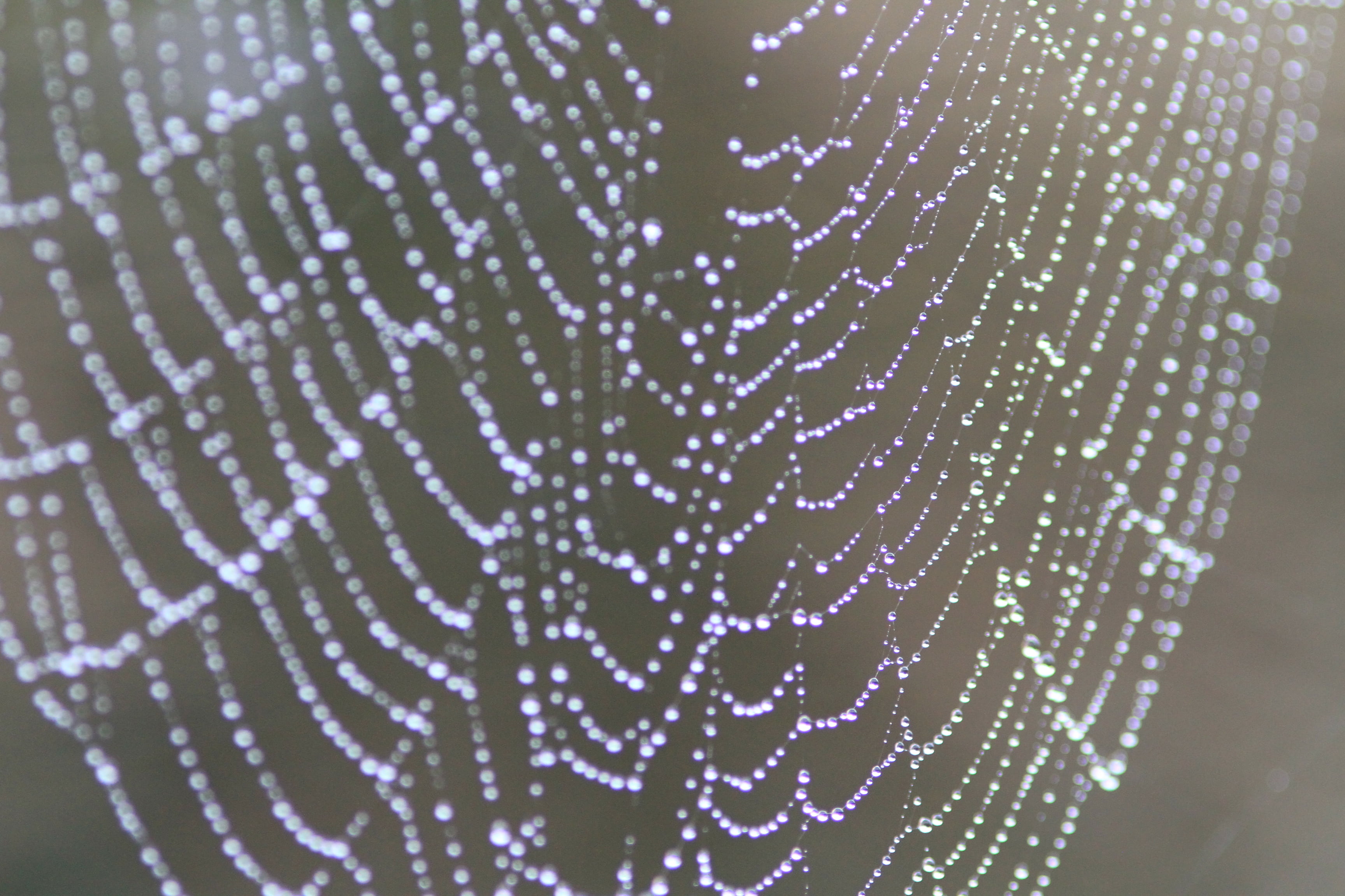 close-up, cobweb, dew, pattern, spiderweb, trap, spider Web