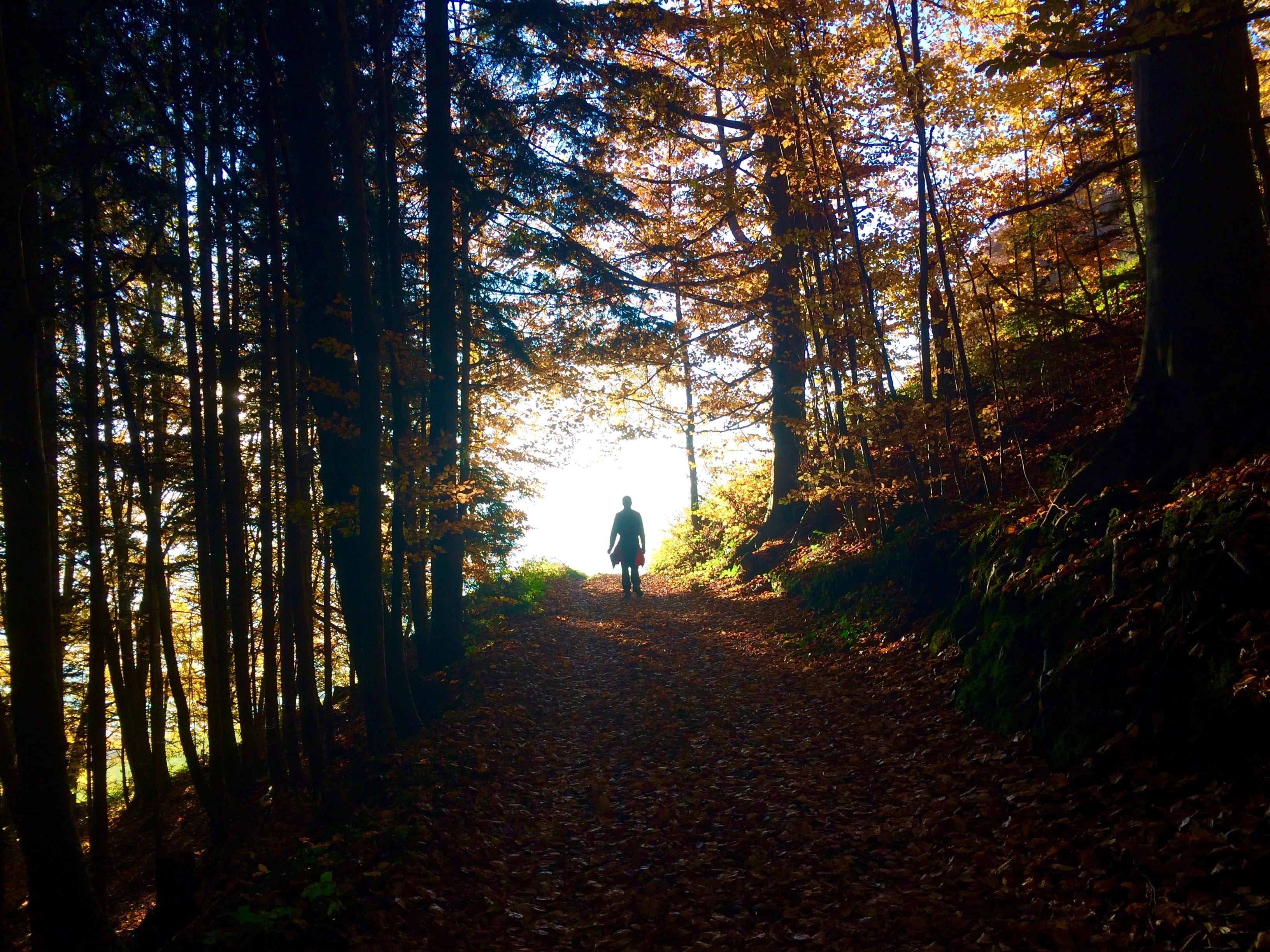 Forest, Light, Shadow, Leaves, autumn, nature, trees, leaf