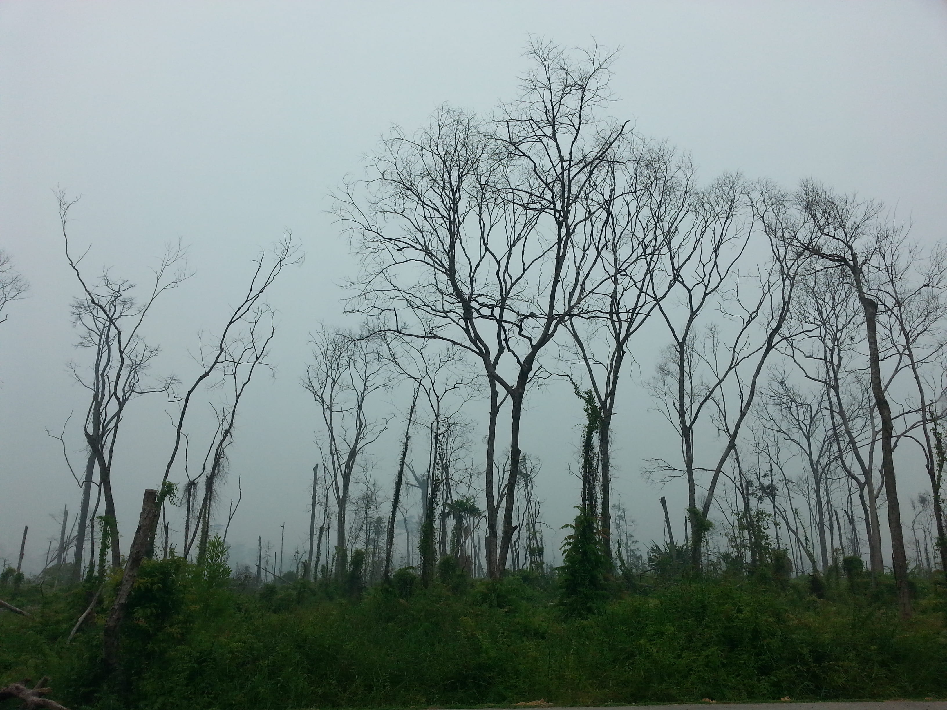 landscape, sky, trunks, trees, branches, countryside, environment
