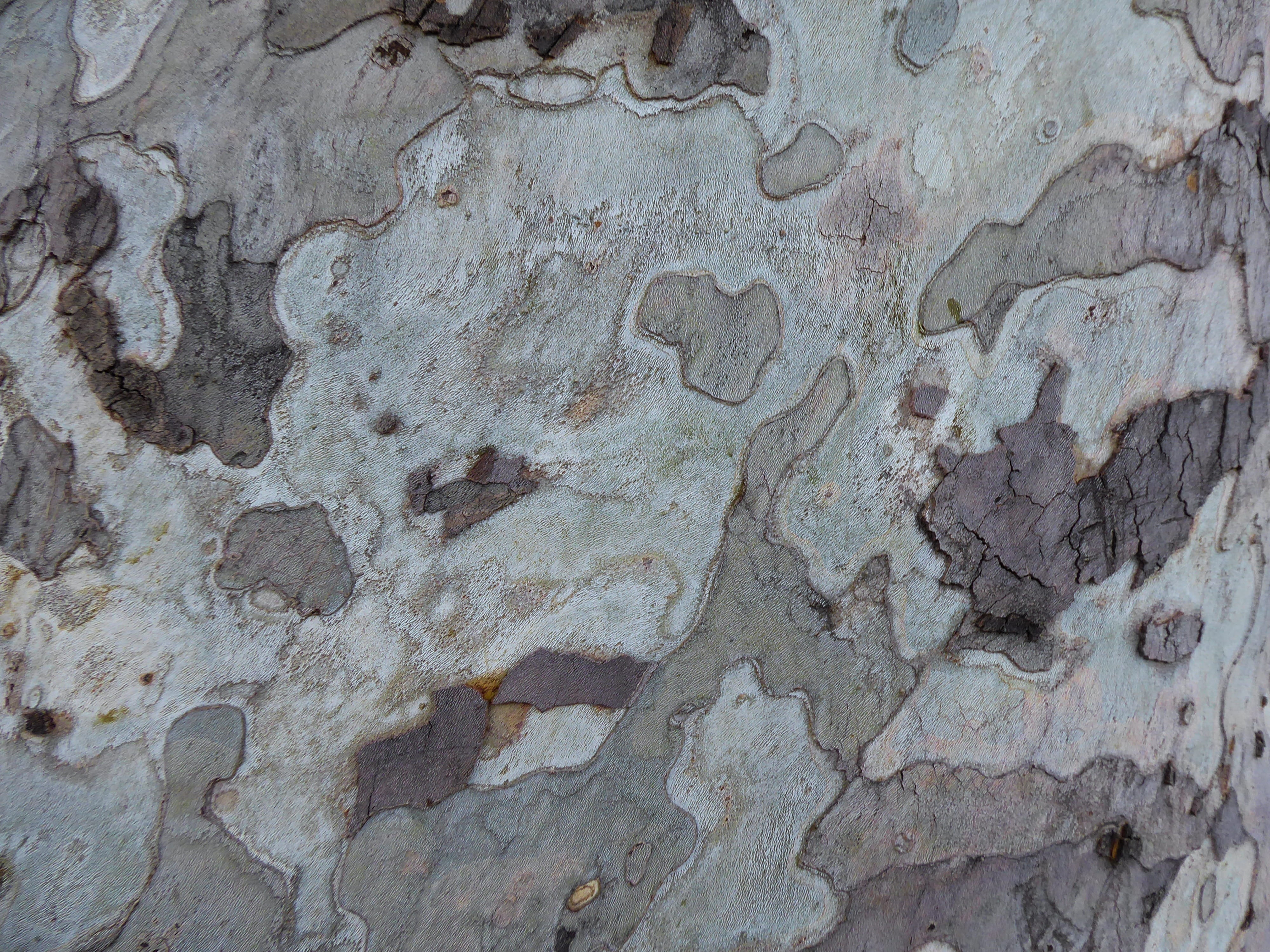 background, texture, pattern, bark, tree, structure, wood, backgrounds