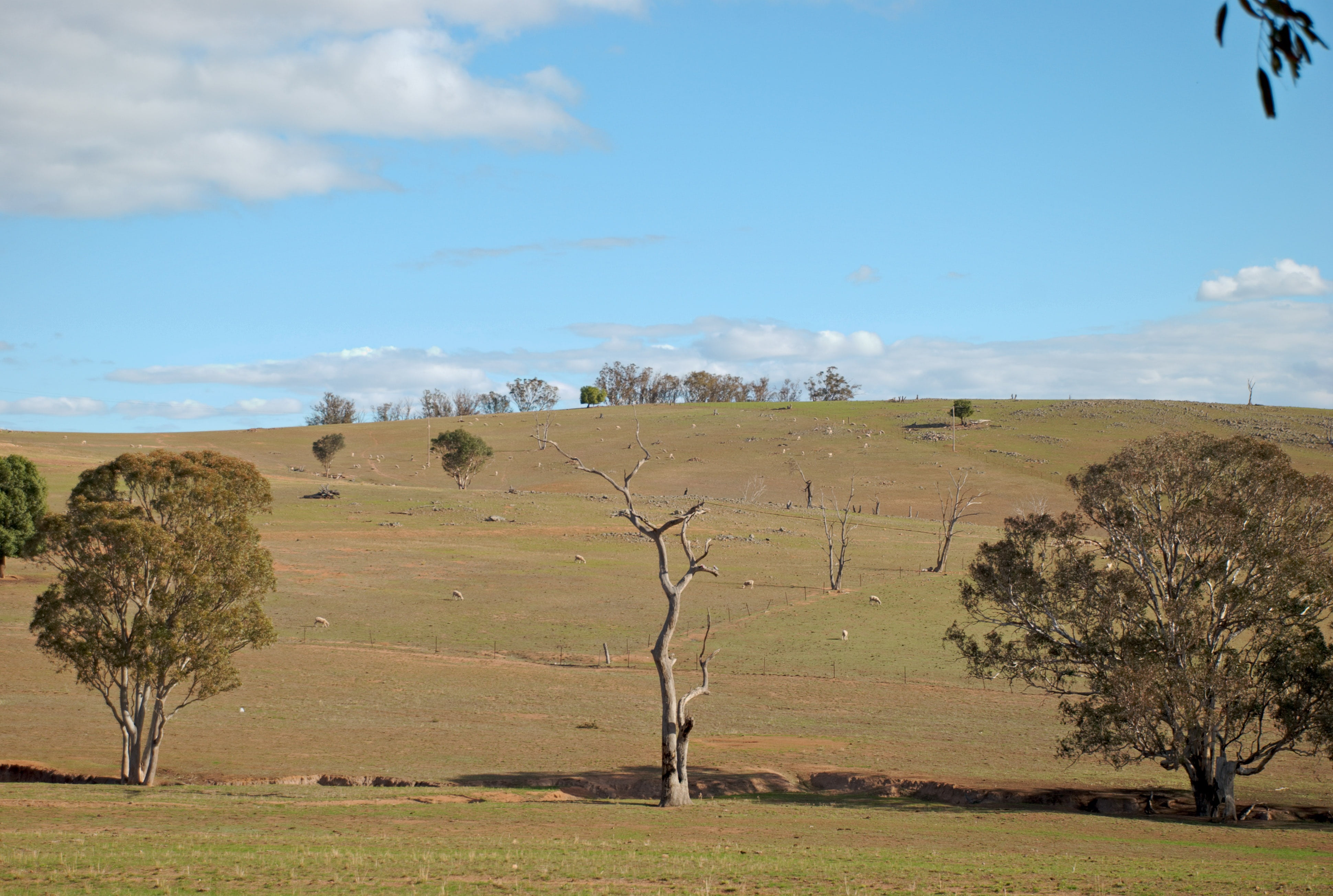 desert, tree, trees, landscape, summer, fields, plant, sky
