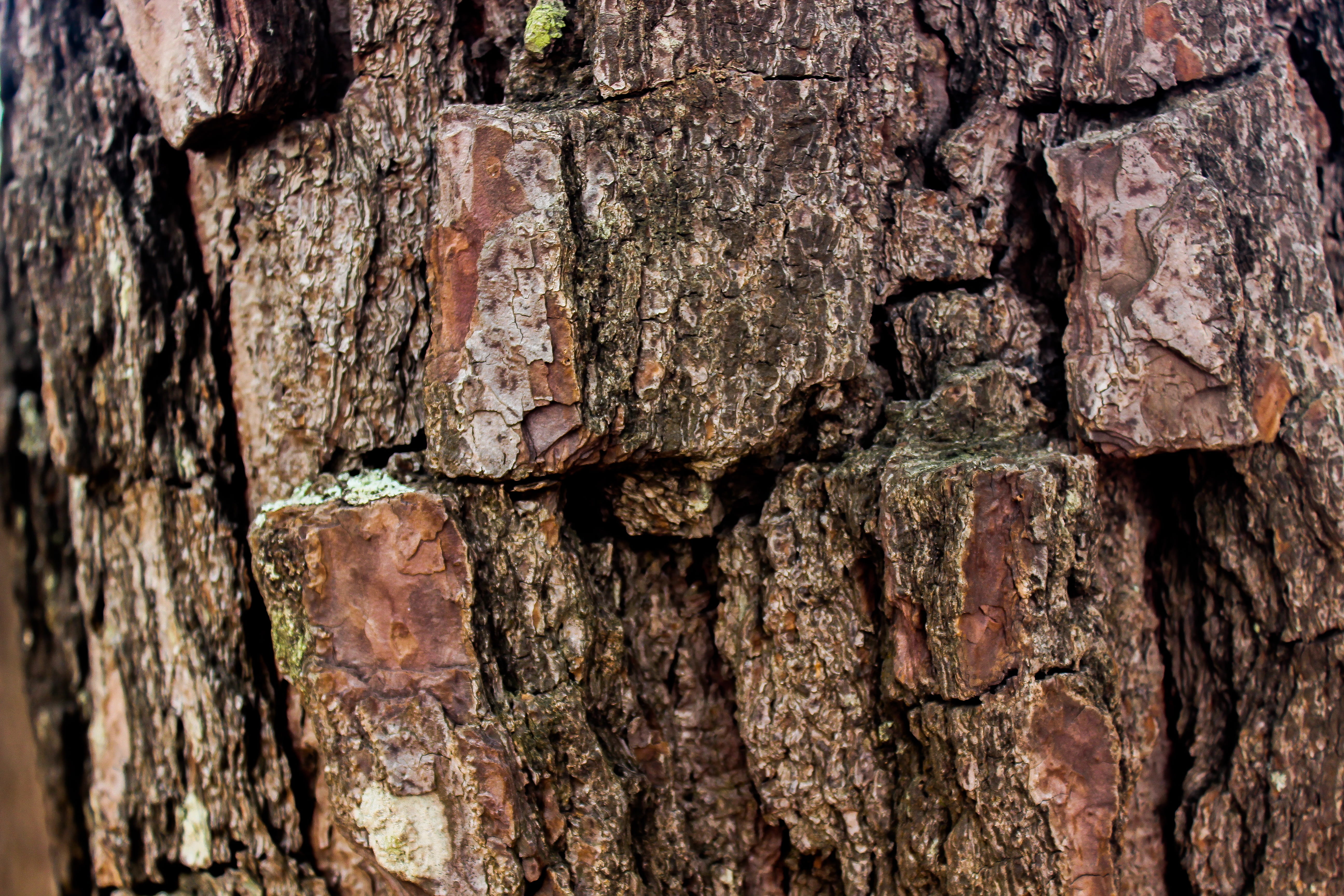 shell, texture, flying, textured, tree, rough, backgrounds