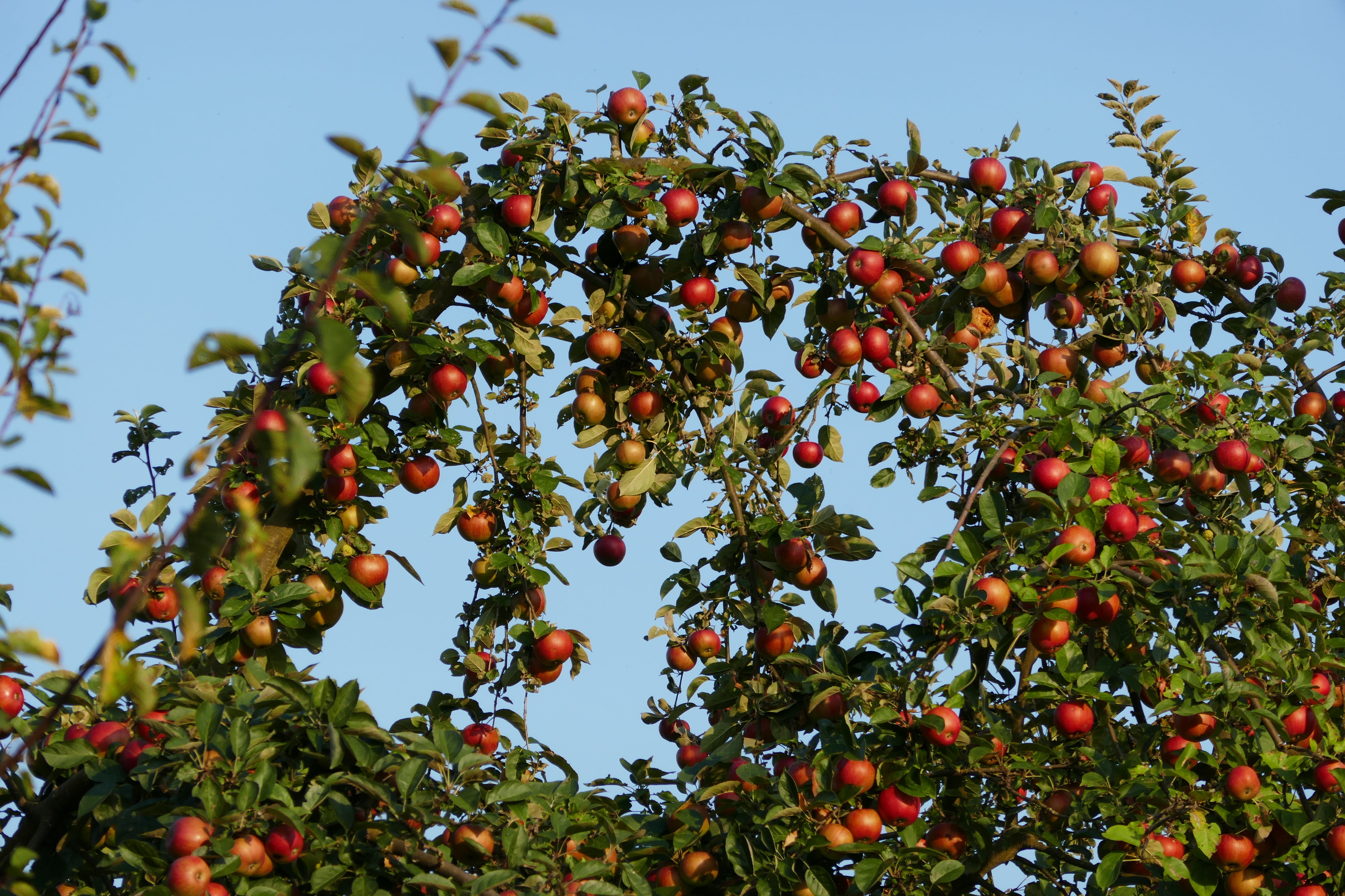 Apple Tree, Apple, Tree, Fruit, red, autumn, branch, harvest
