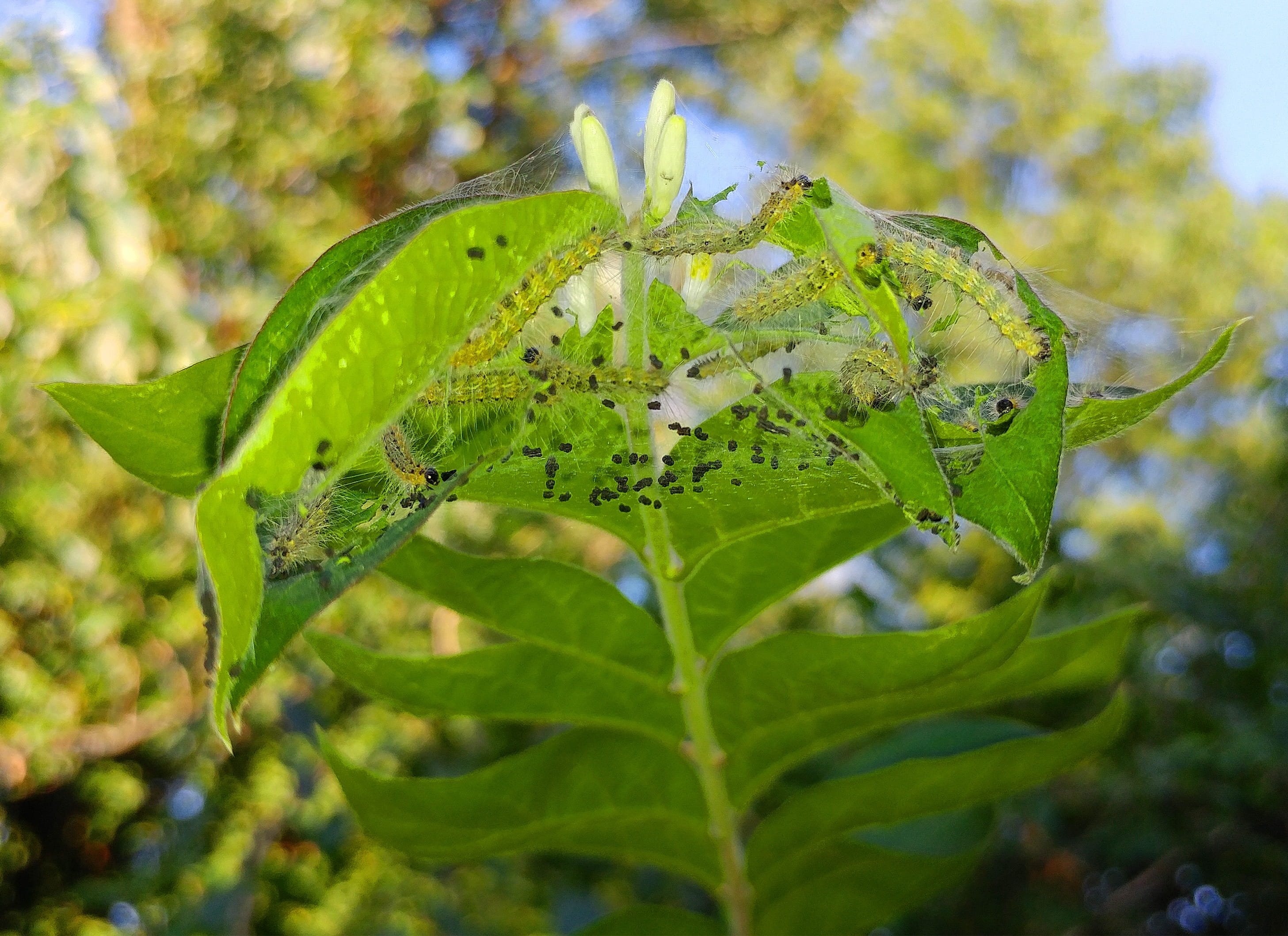 fall webworm, web worms, webbed nest, webworm nest, larva, hyphantria cunea