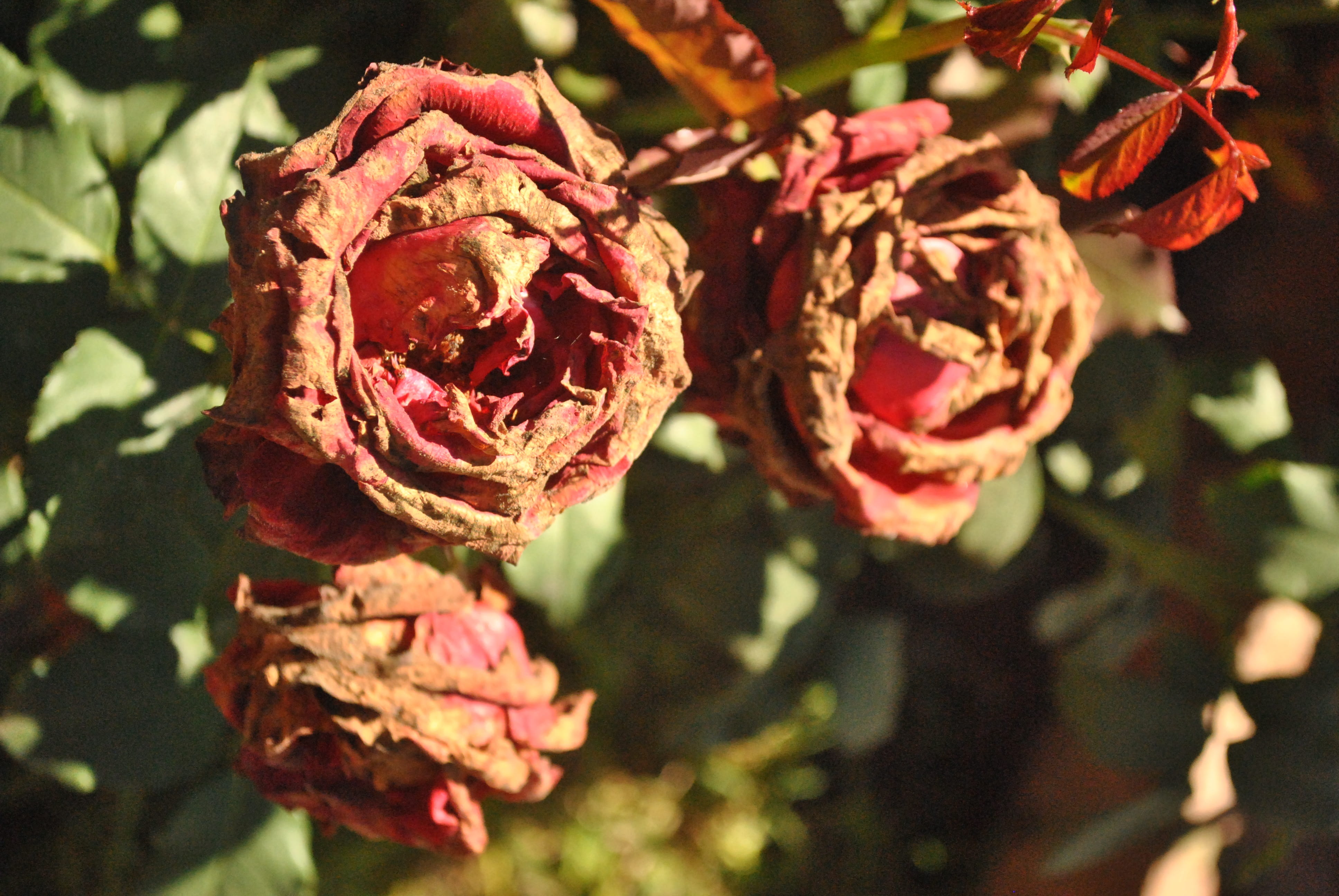 Dry, Roses, Red, Dead, Flower, dry roses, dead flower, withered