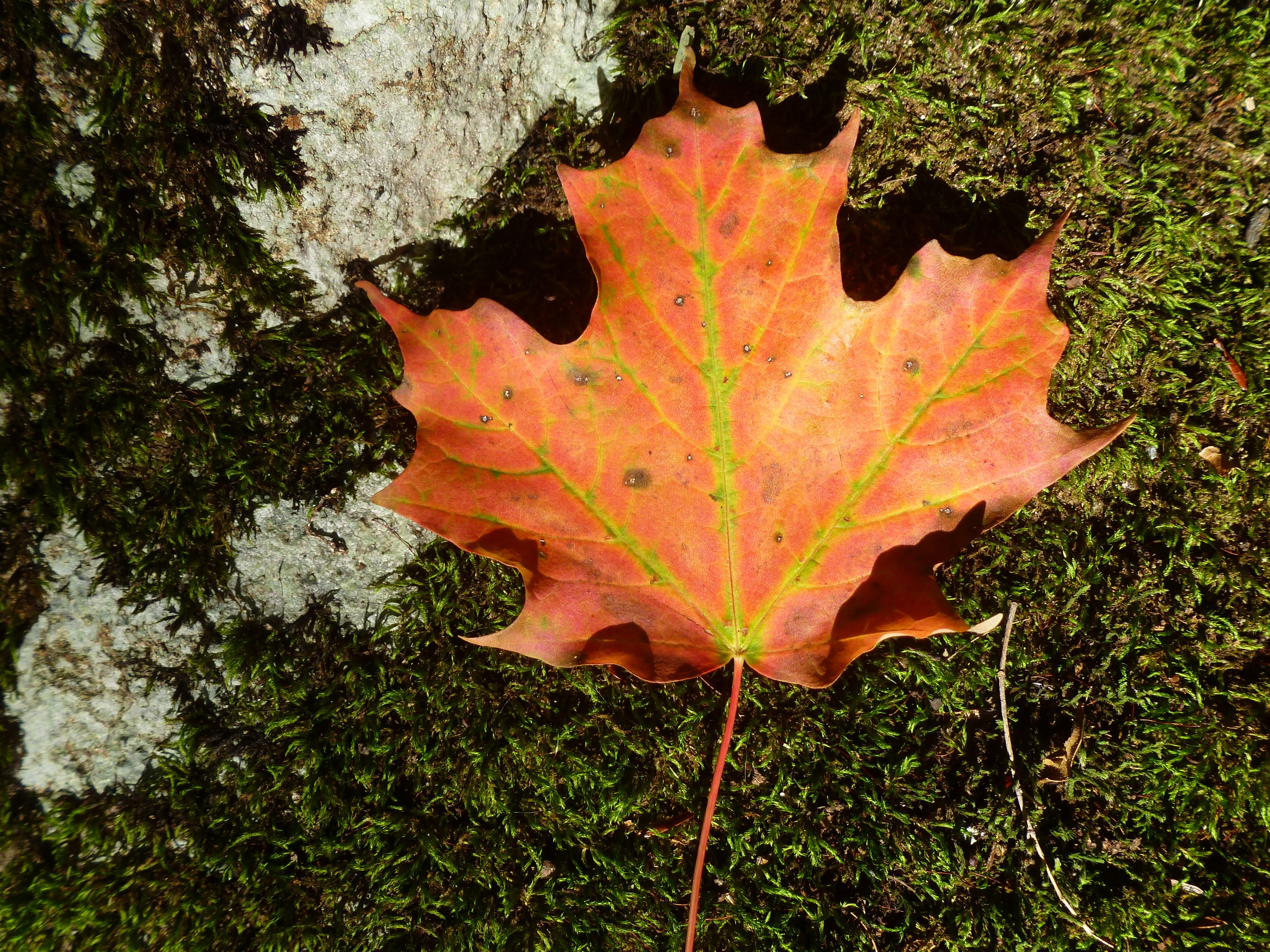 maple, leaf, fall, autumn, orange, moss, forest, pickering