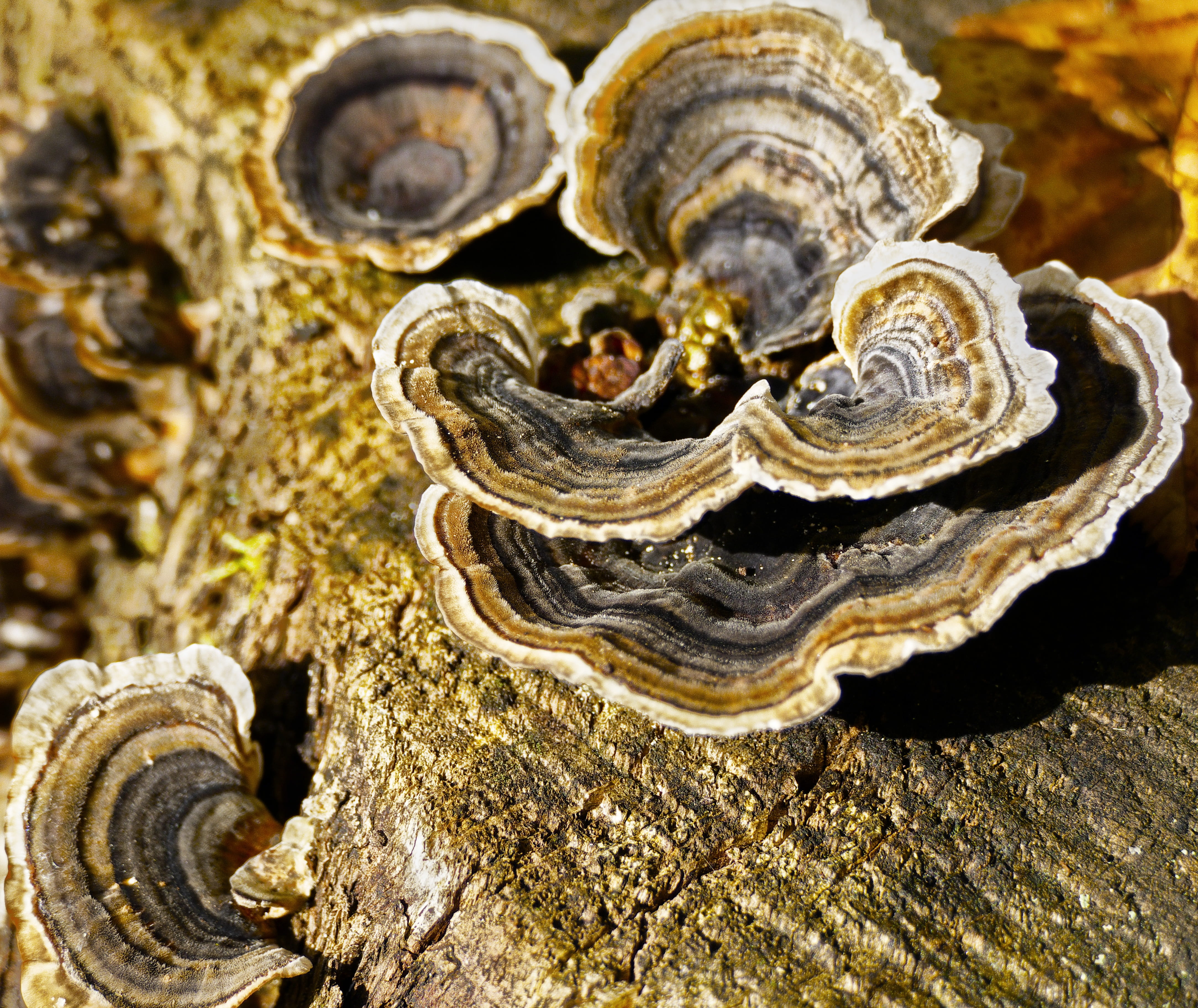 tree fungus, butterfly ovinus, colorful tramete, mushroom, parasite