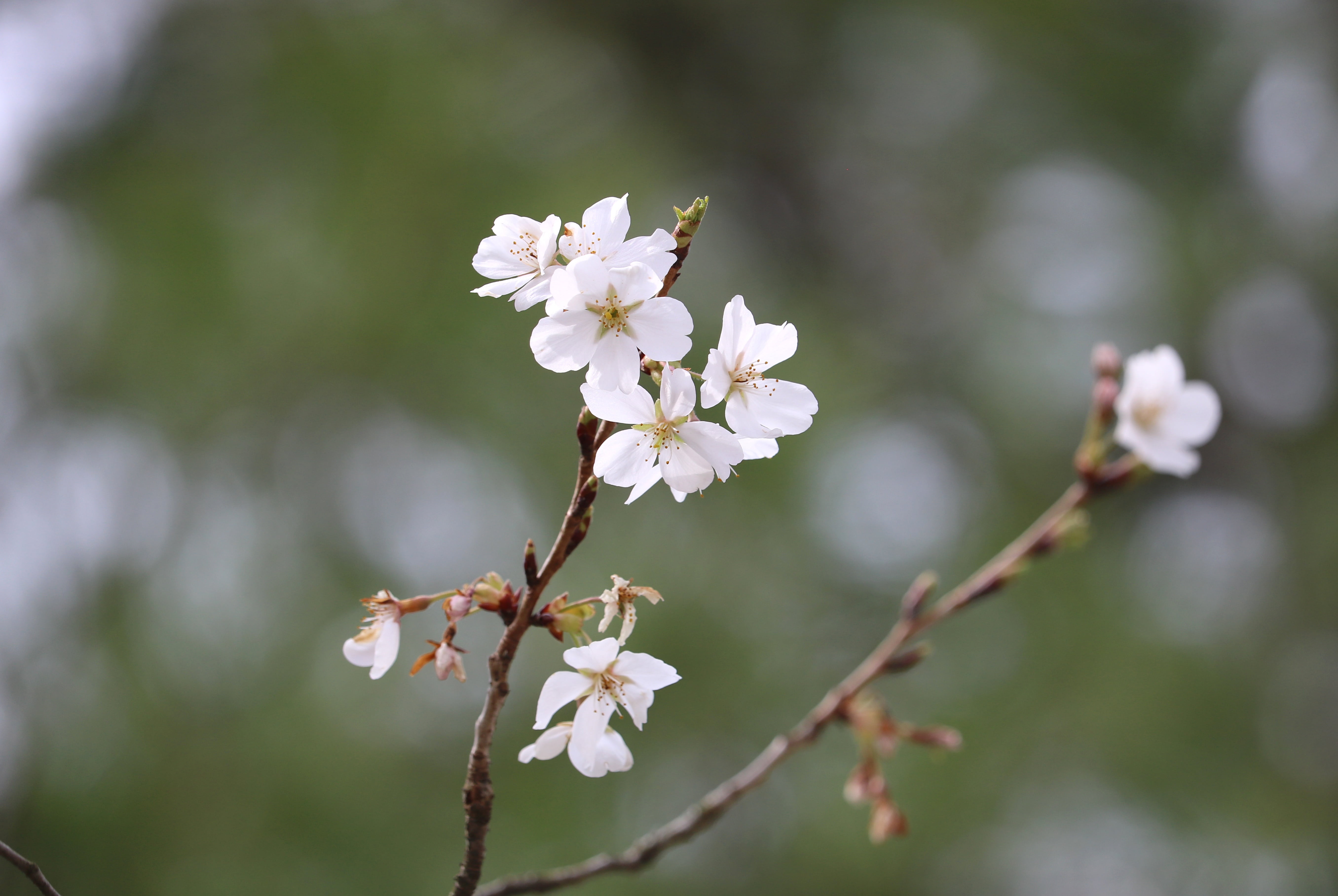 spring, bloom, nature, blooming, blossom, tree, growth, springtime