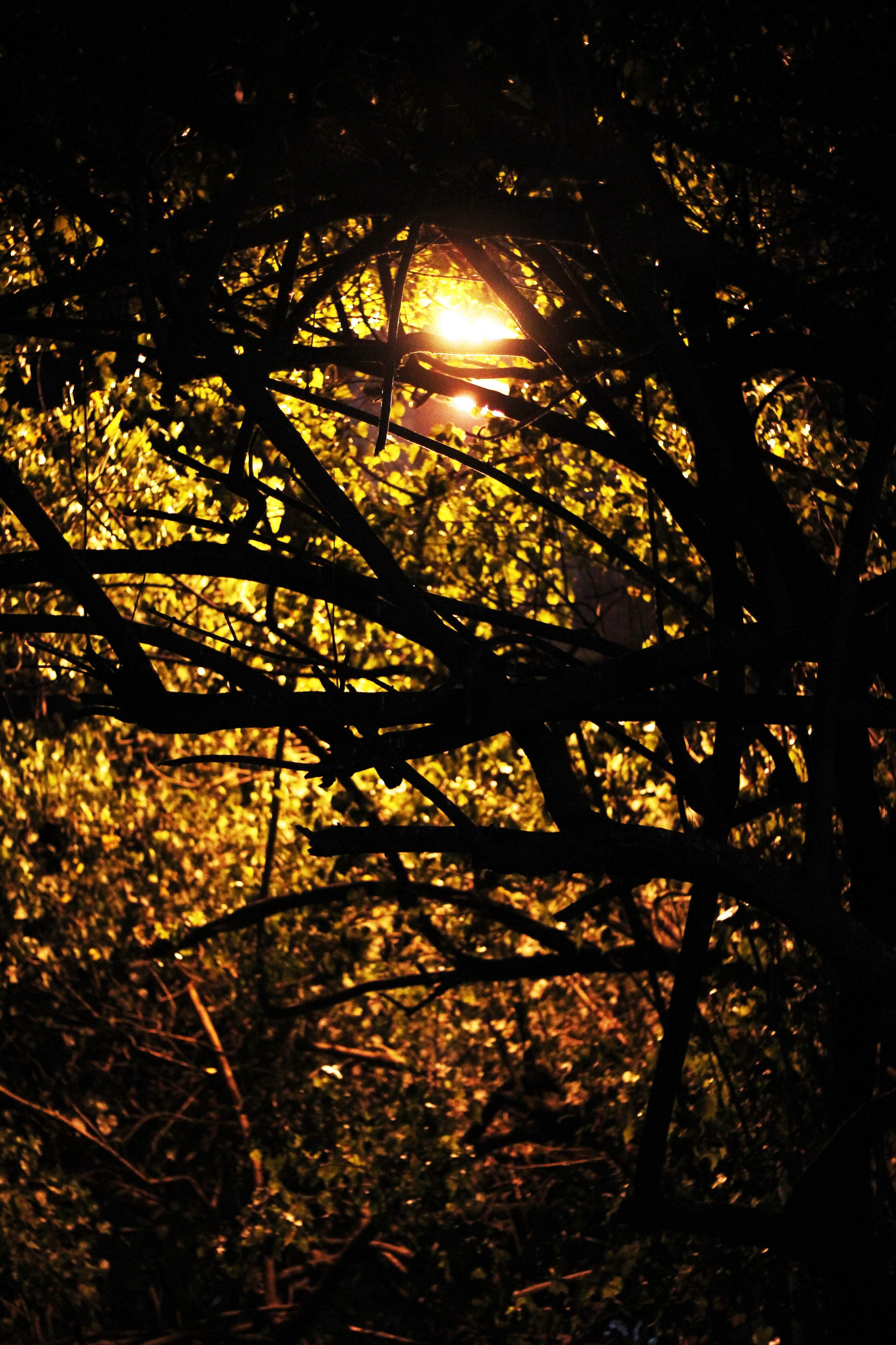 trees, branches, twilight, silhouette, environment, plant, sunlight