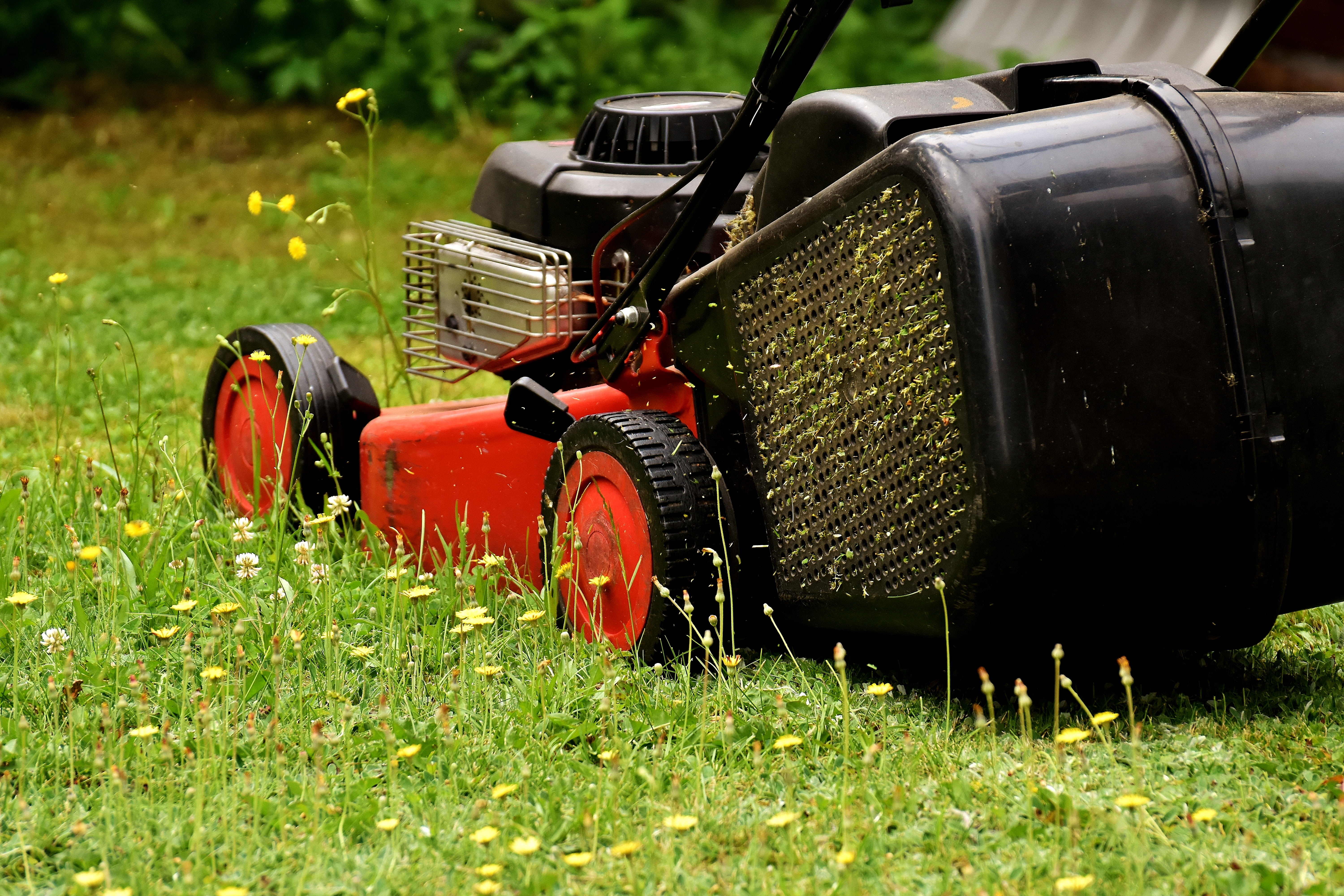 red and black lawn mower, lawn mowing, green, meadow, gardening
