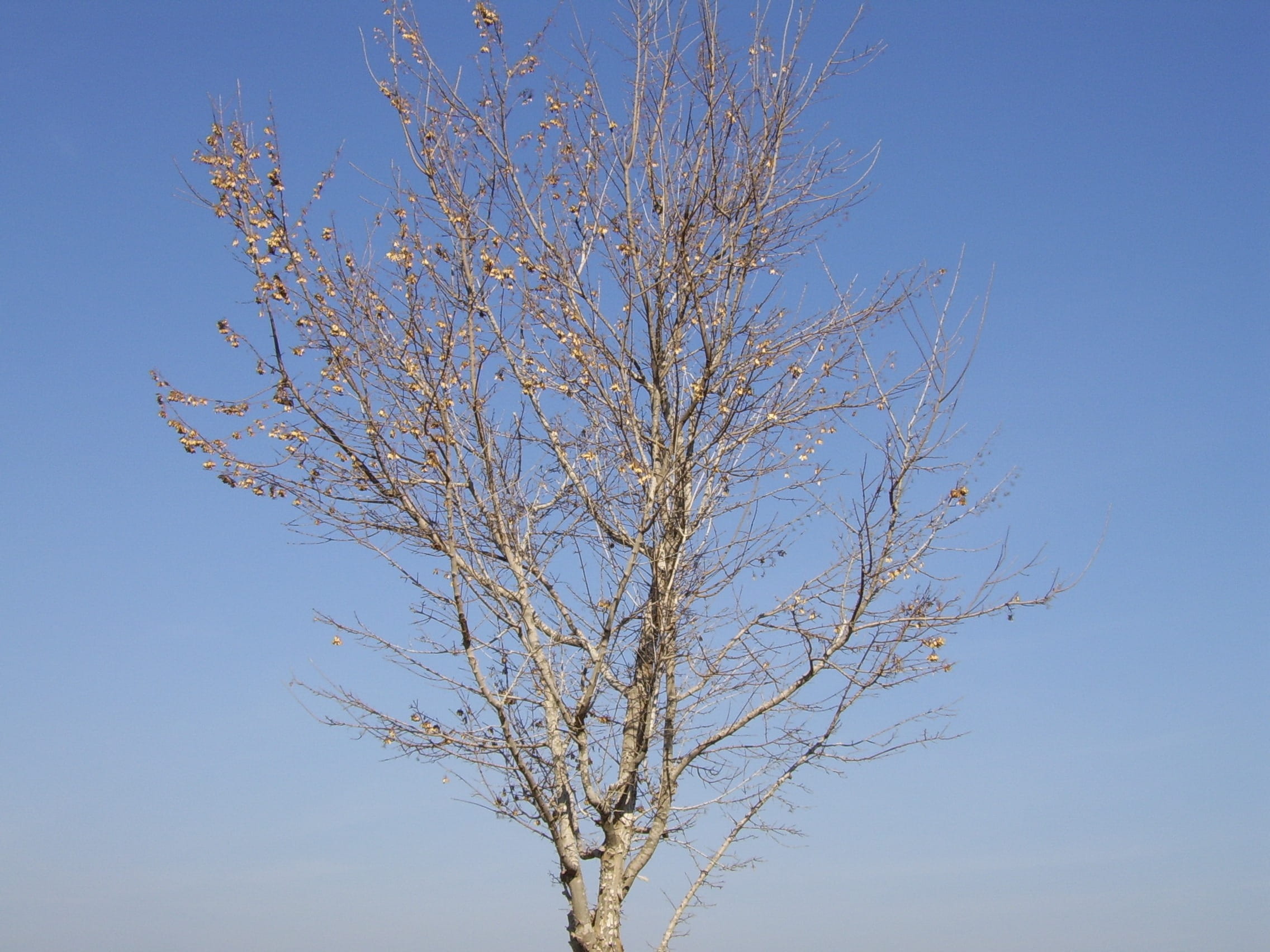 Tree, Dead, Winter, Fall, Nature, autumn, environment, death