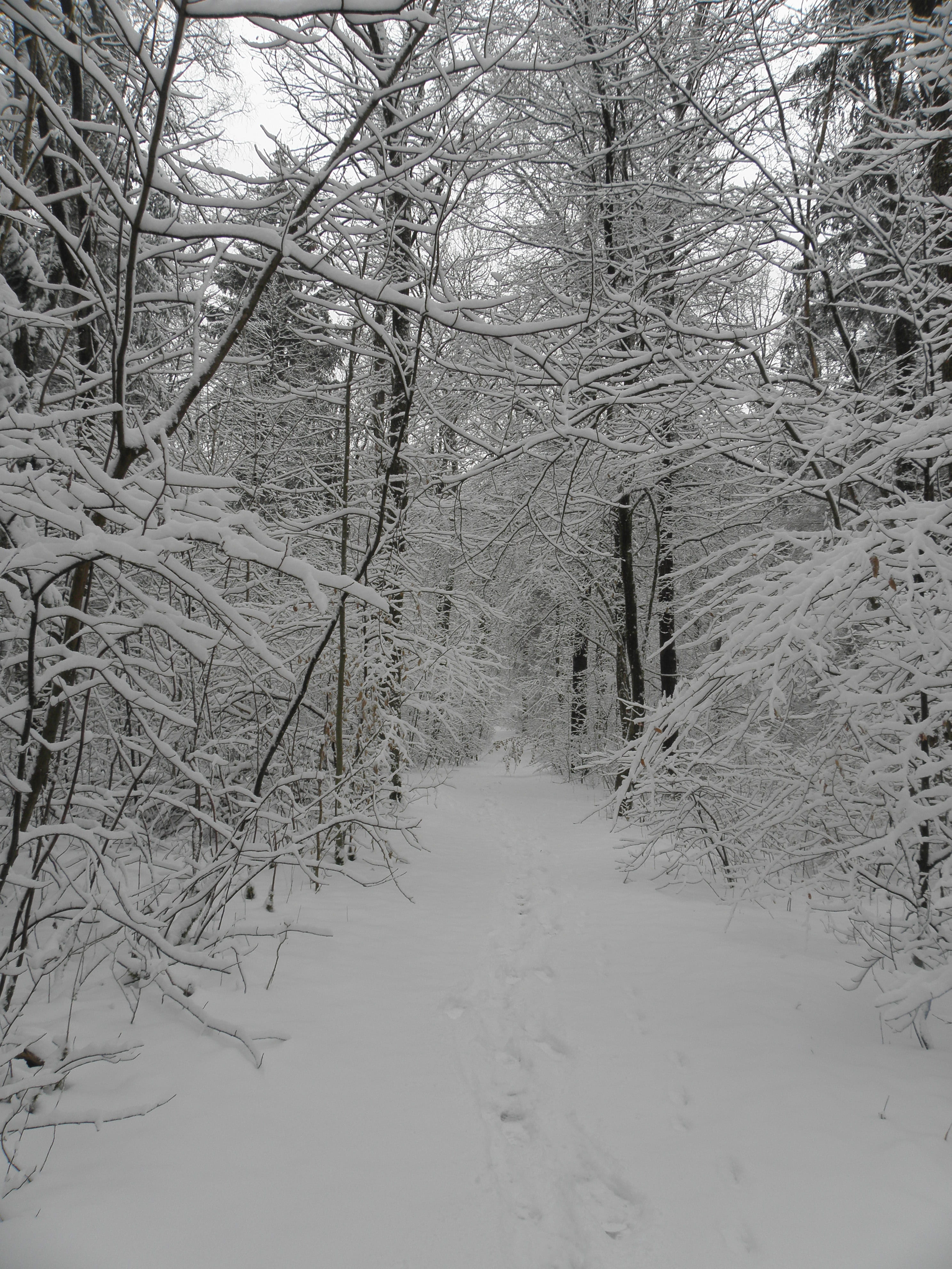 Snow, Winter, Branches, Wintry, White, cold, snowy, winter shrubs