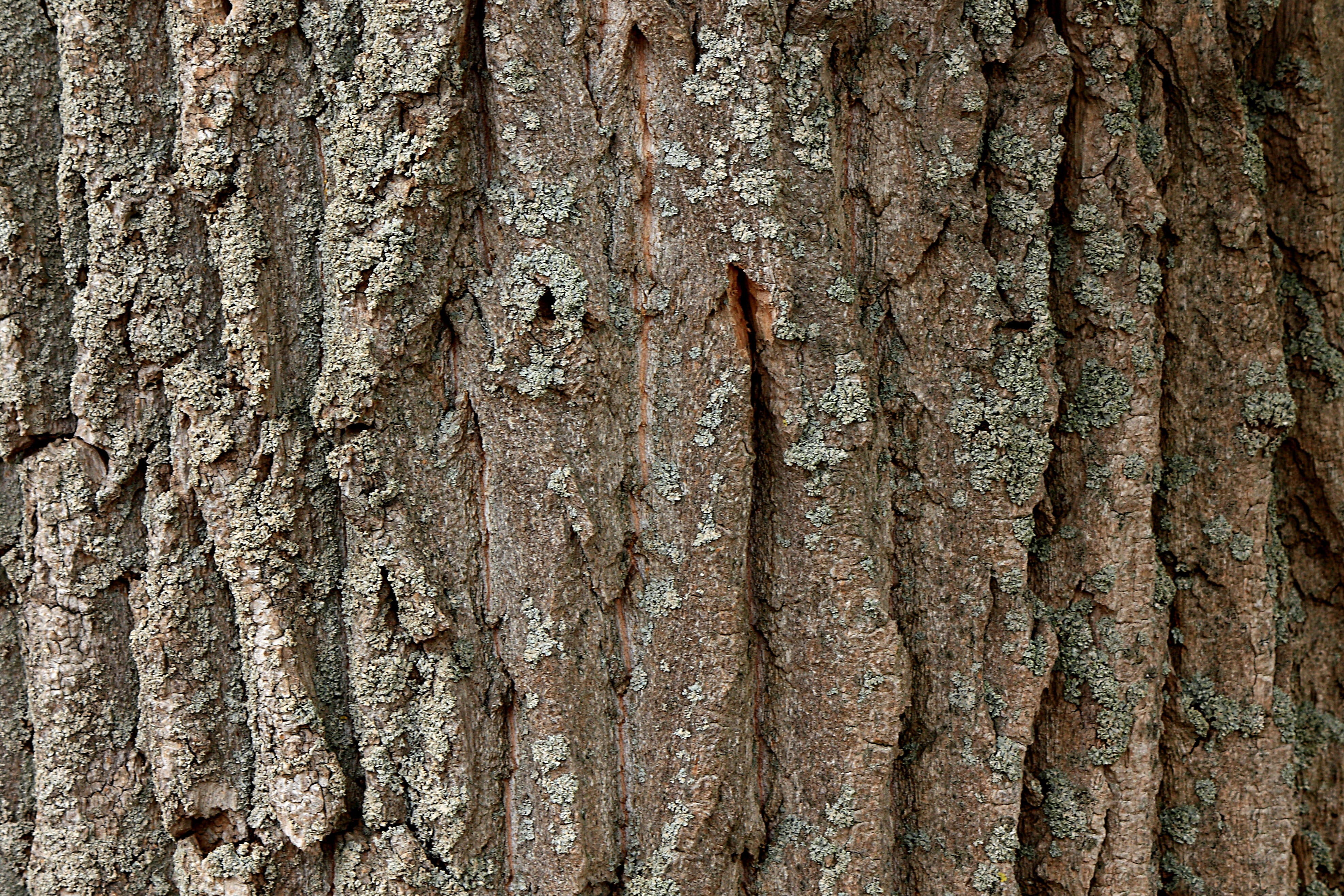 tree, tree bark, poplar, trunk, tree trunk, full frame, backgrounds