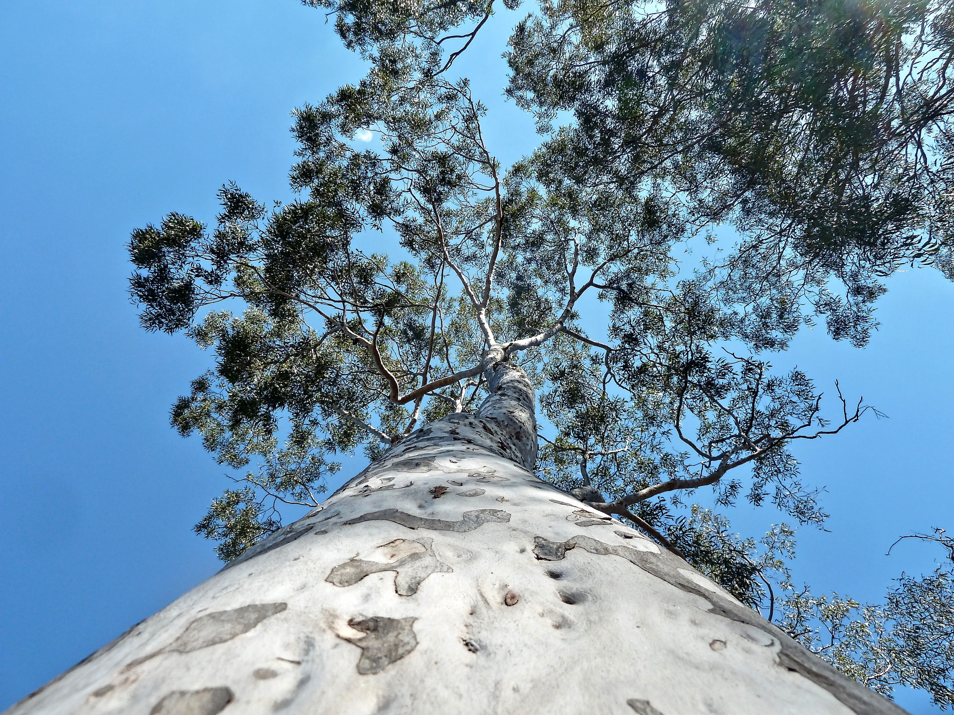 Trunk, Perspective, Tree, Environment, natural, nature, foliage