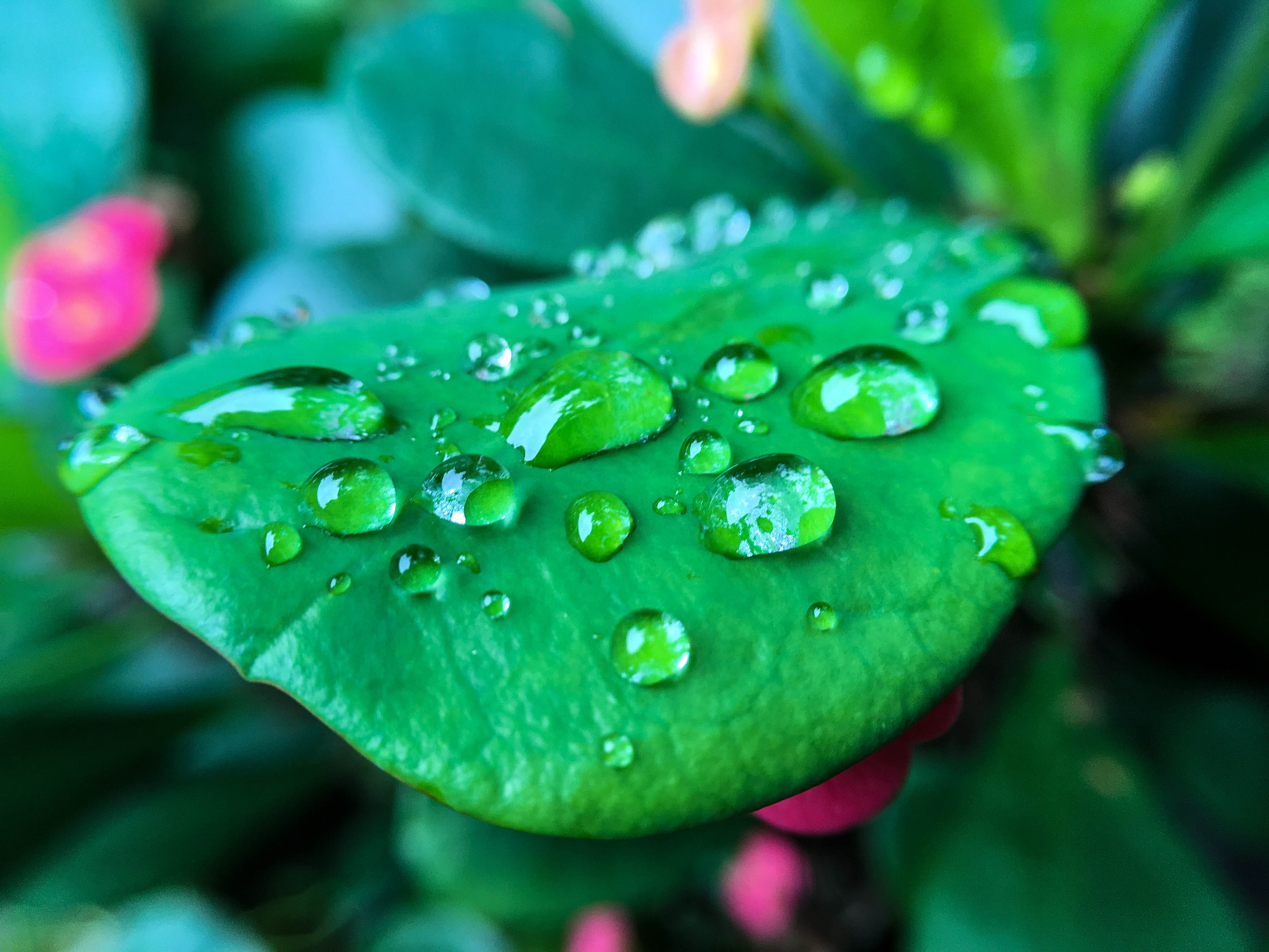 dew, leaf, drop, macro, droplet, reflection, pattern, rain drops