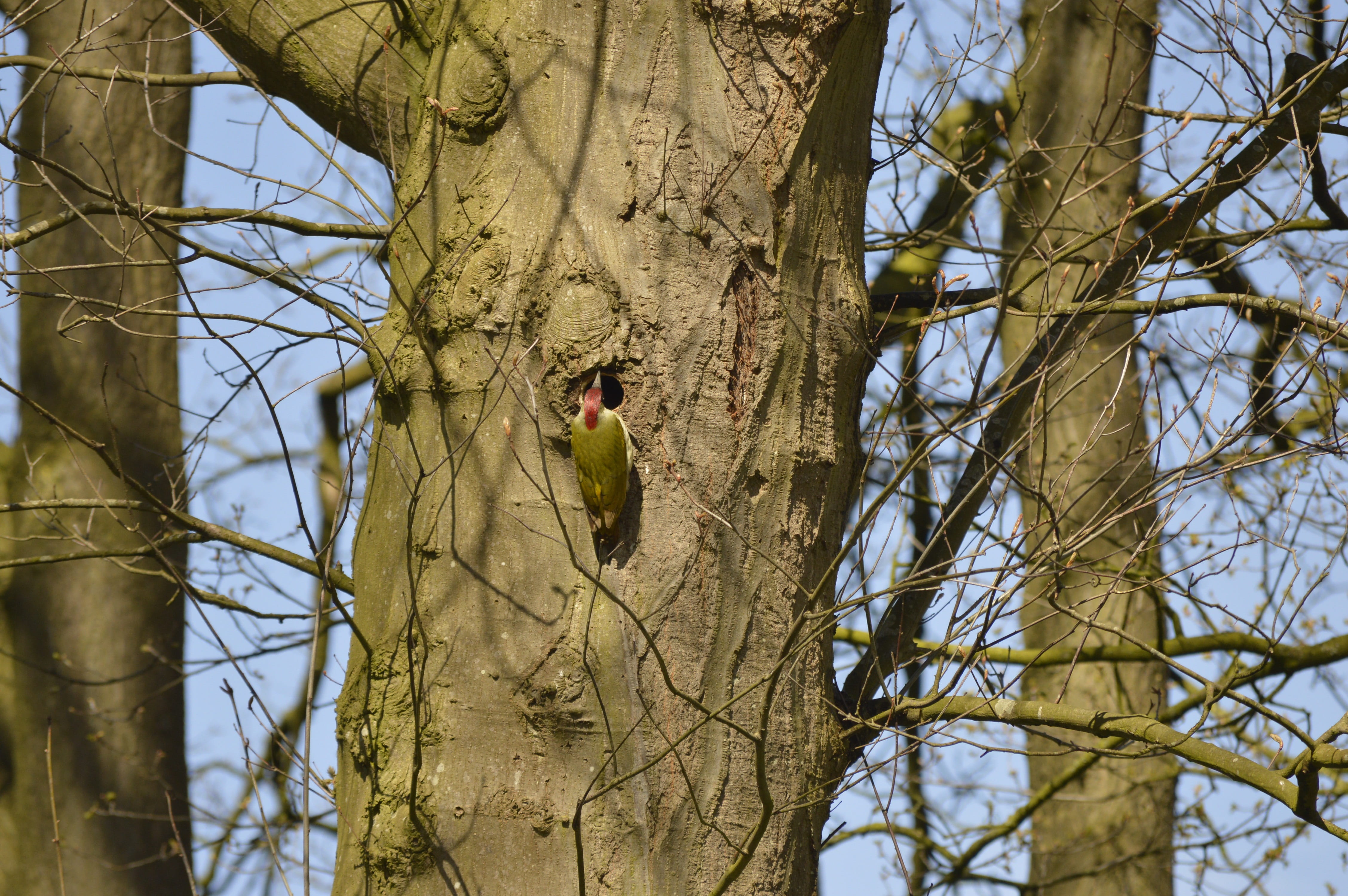 Green Woodpecker, Tree, Aesthetic, birds, balz, spring, feather