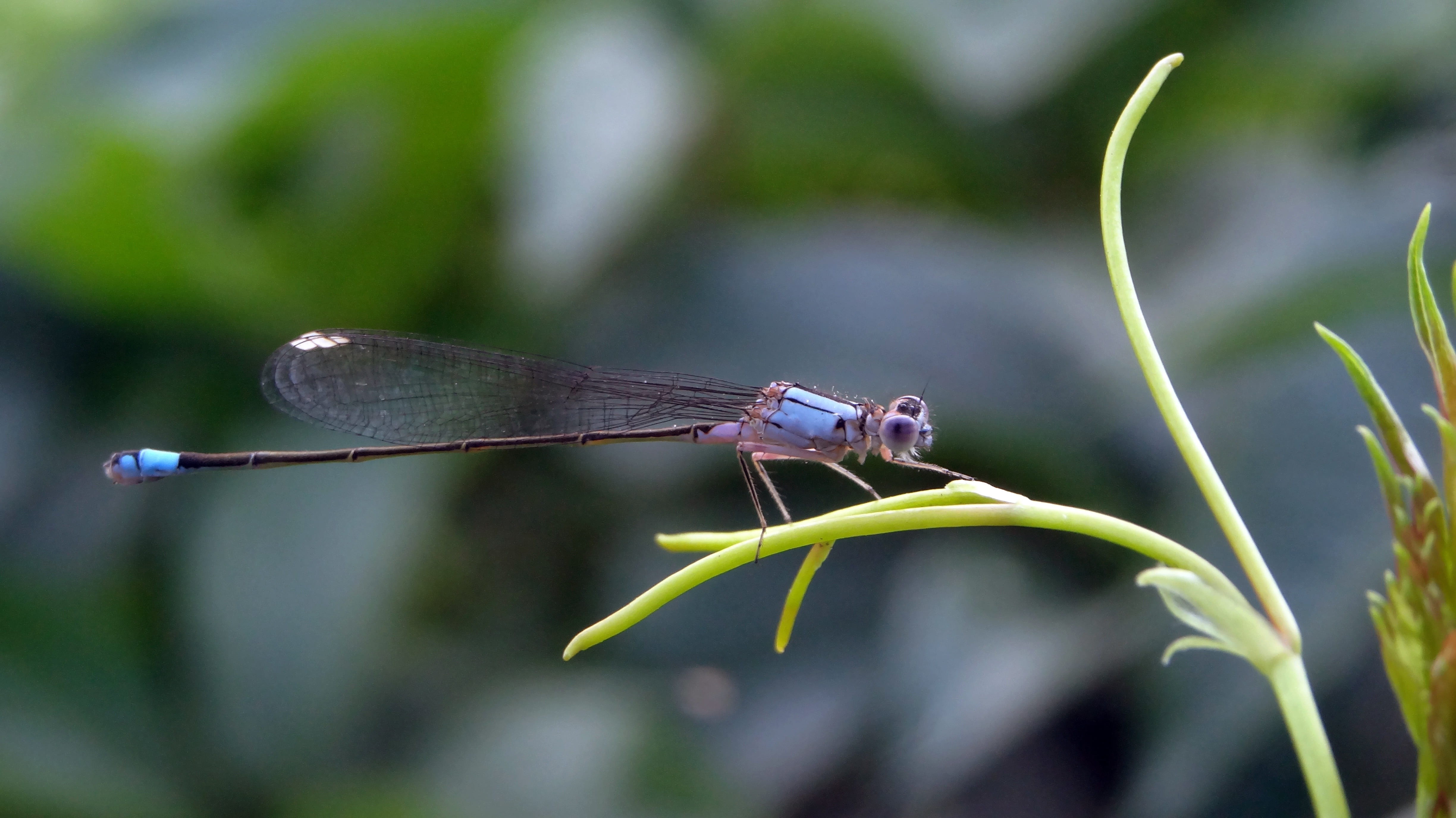 dragonfly, insect, bug, summer, spring, nature, 2017, invertebrate