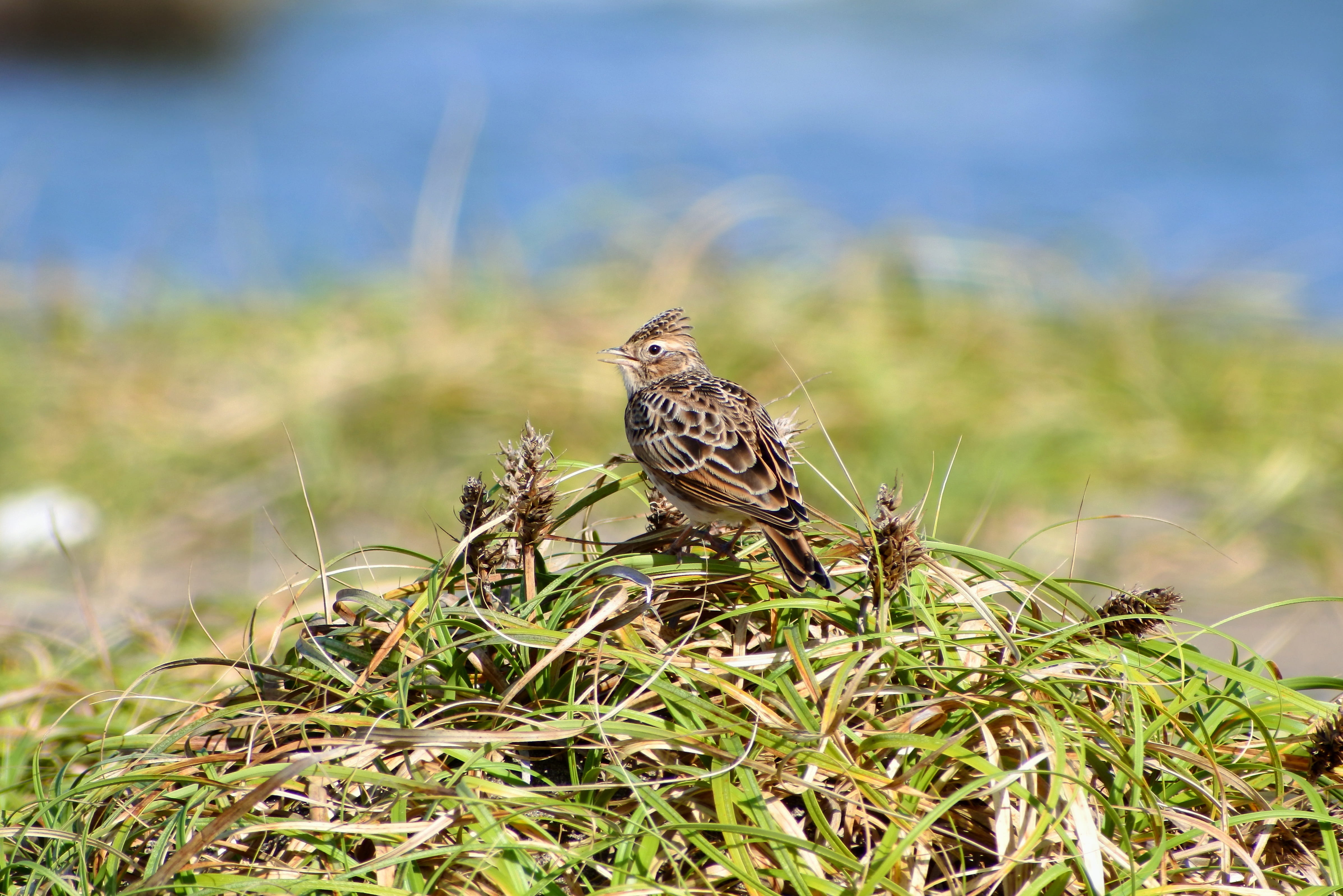 Free download | HD wallpaper: animal, sea, beach, grass, little bird