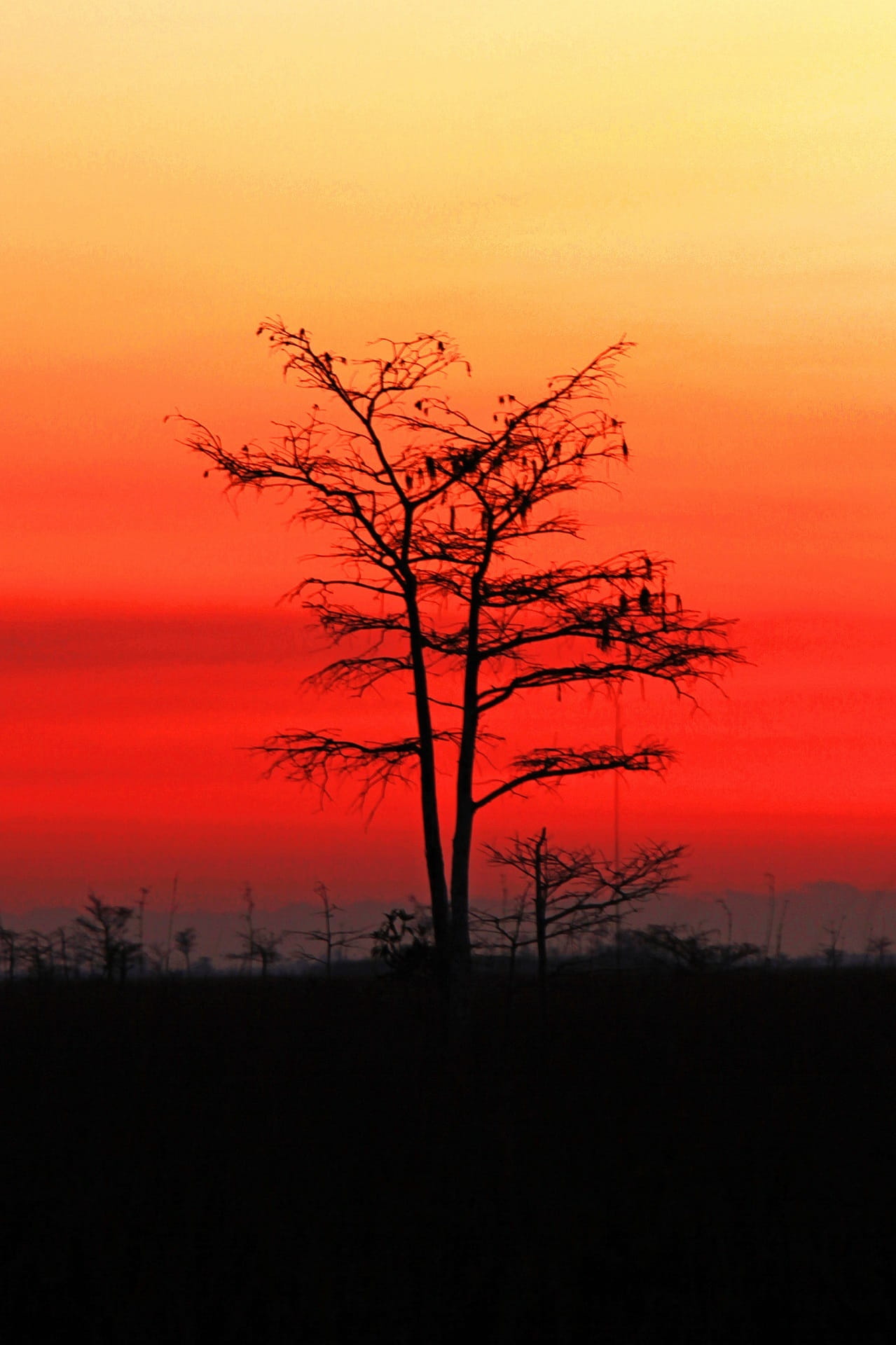 Sunset, Landscape, Colorful, Tree, sky, everglades, clouds