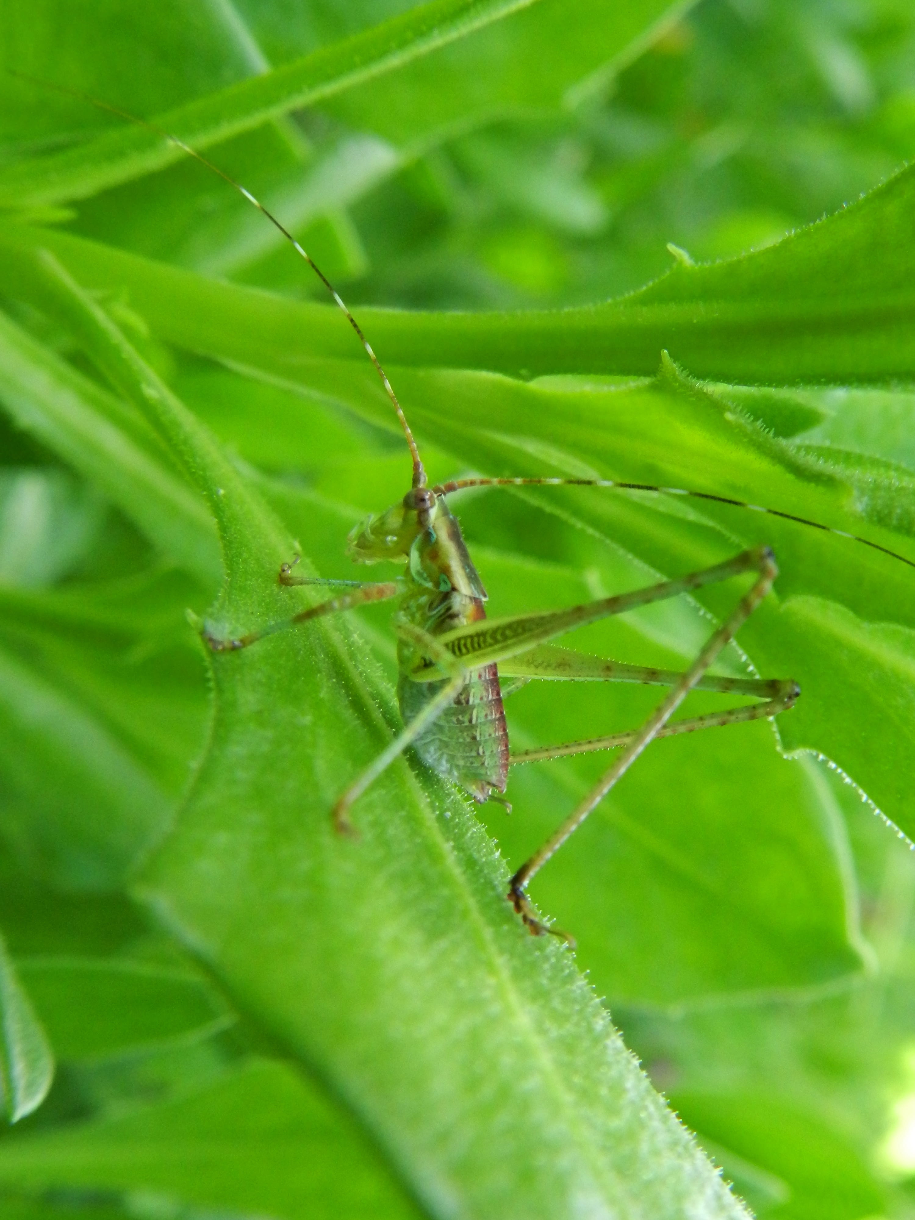 selective focus photo of green bush cricket on green leaf plant, macro photography of insect on leaf