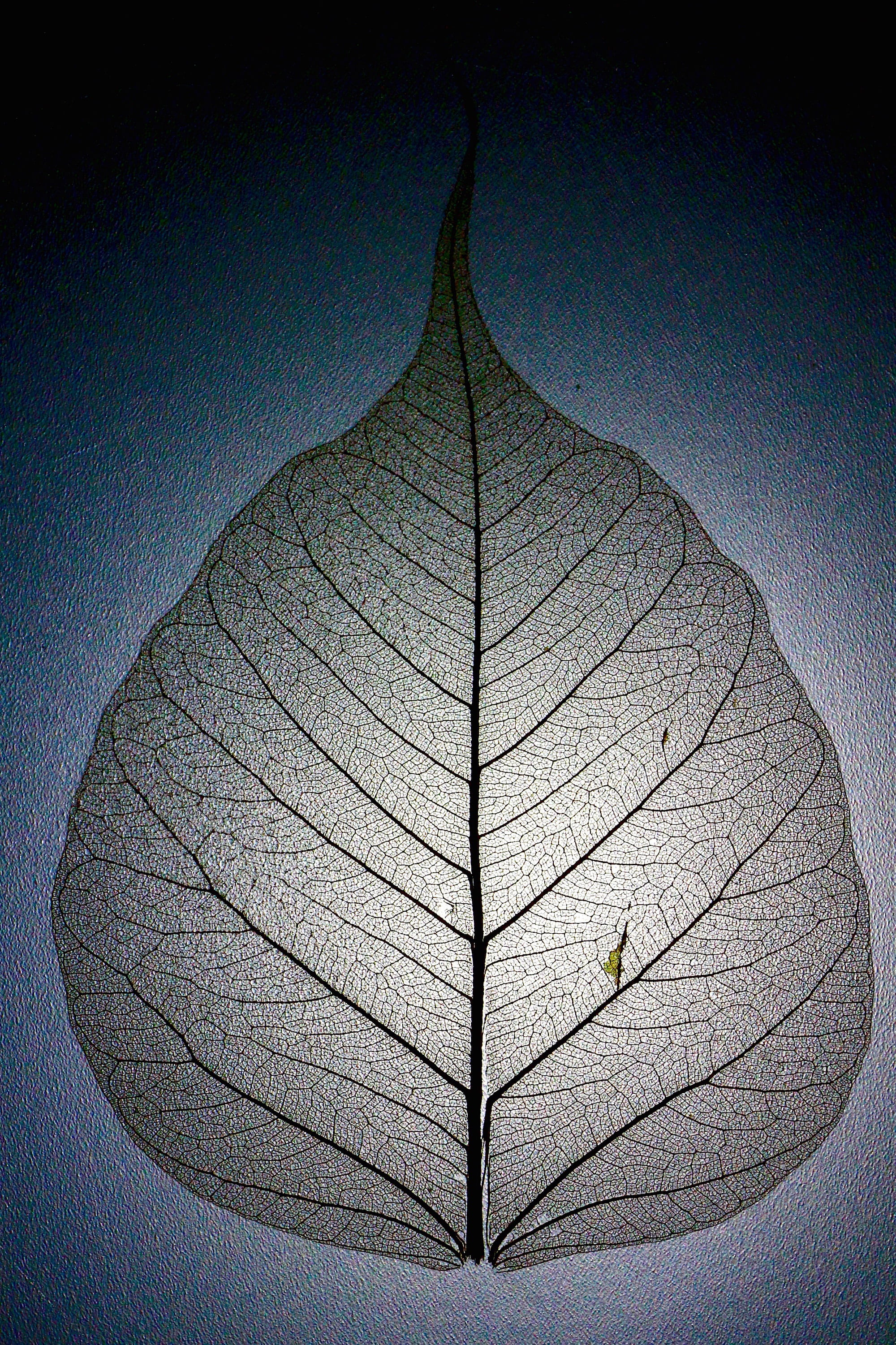 gray leaf decor, leaf structure, leaf veins, pattern, branches