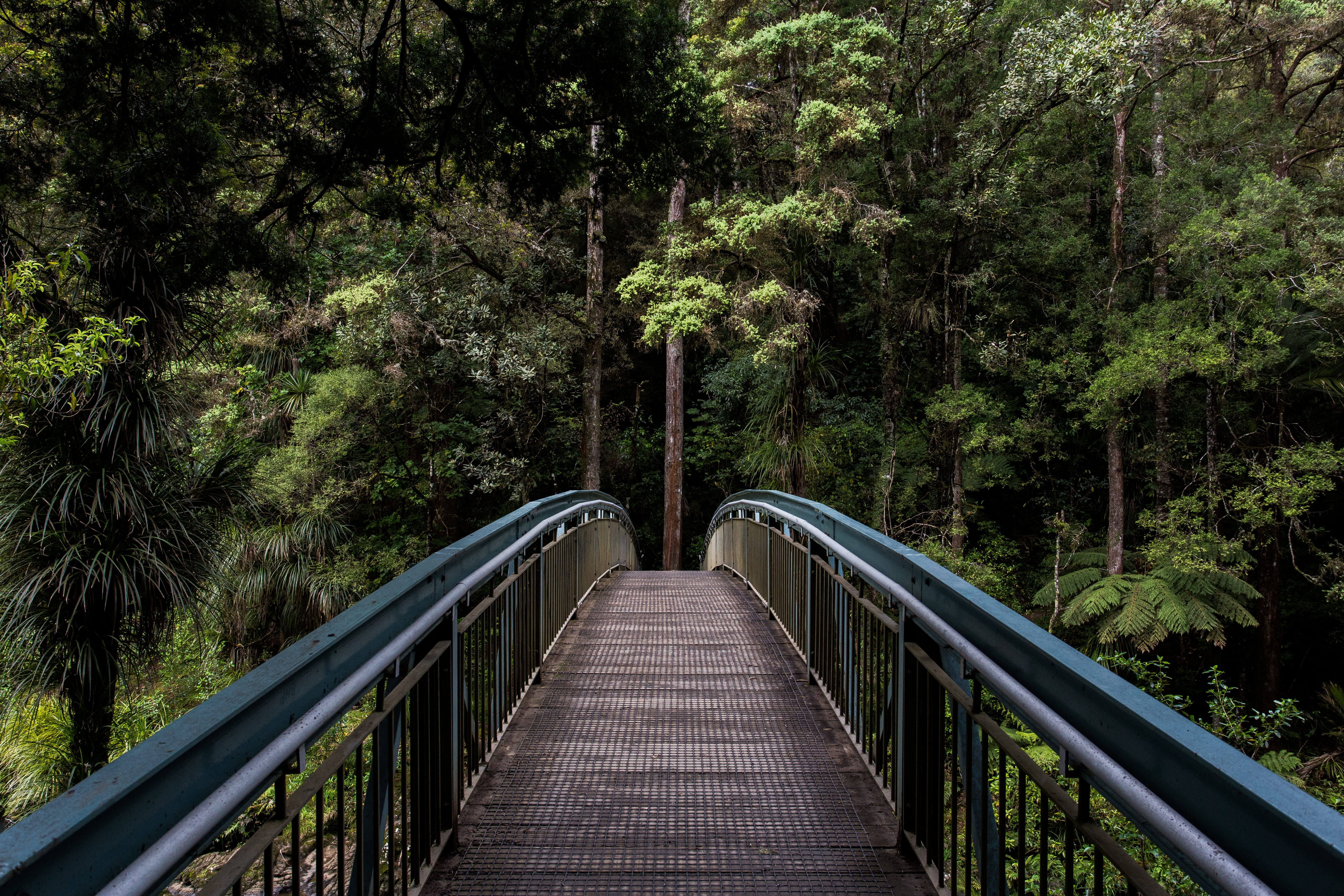 empty footbridge leading to a thick forest, black, bridges, brown