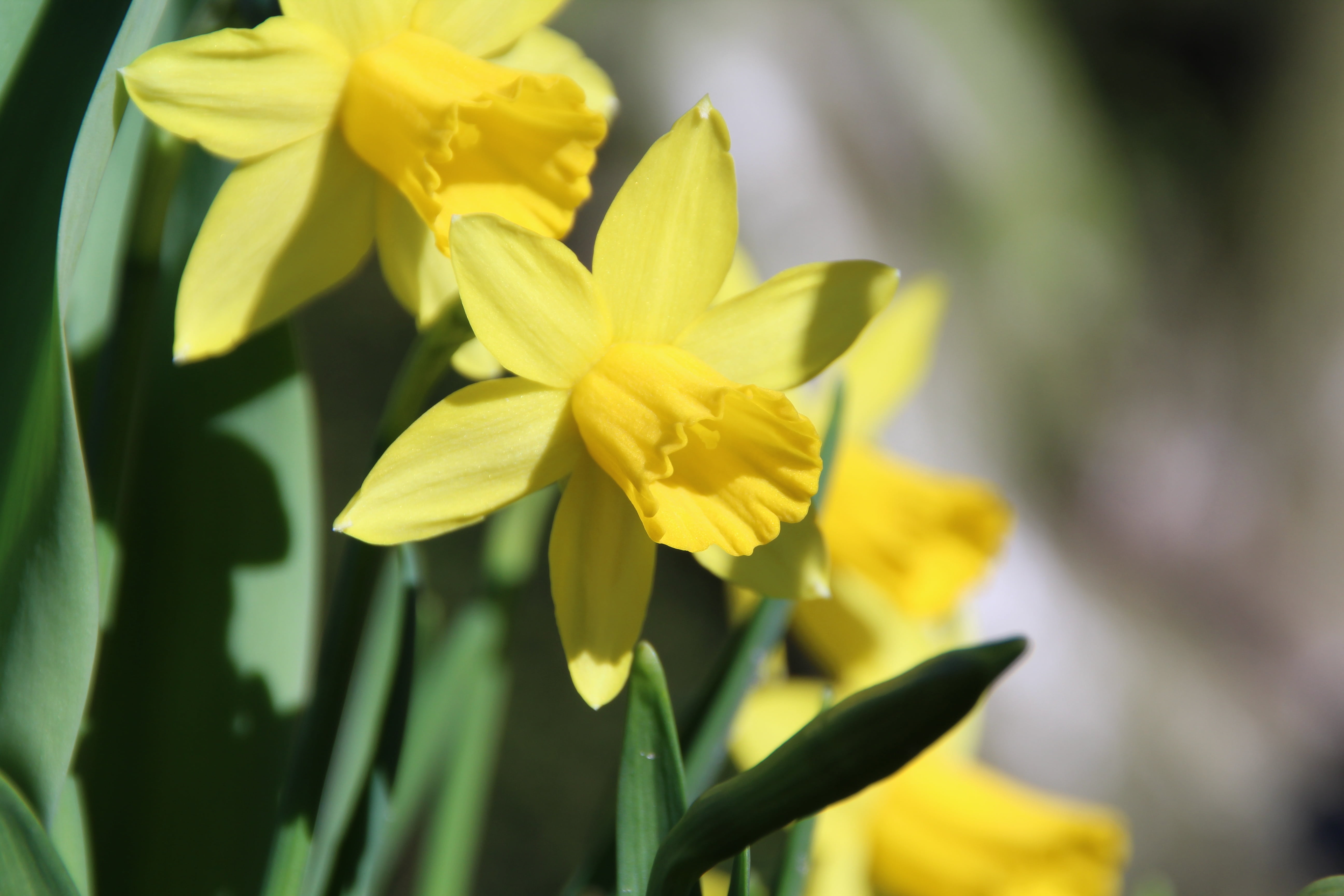 Free download | HD wallpaper: osterglocken, yellow, flower, blossom ...