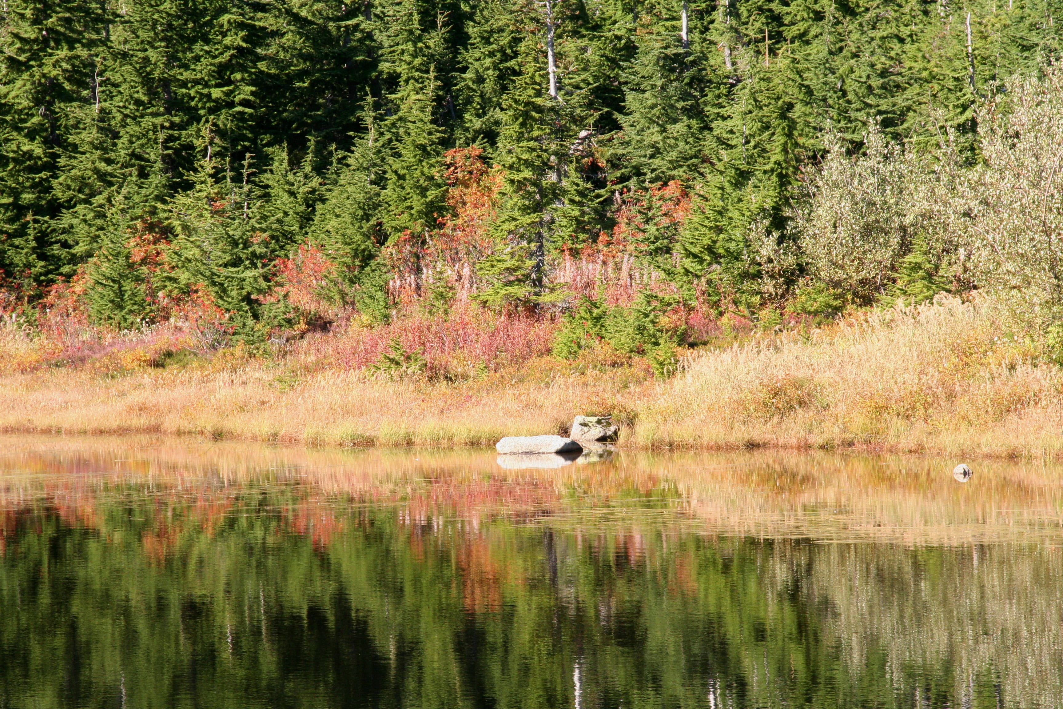 fall colors, fall leaves, reflection, foliage, nature, tree