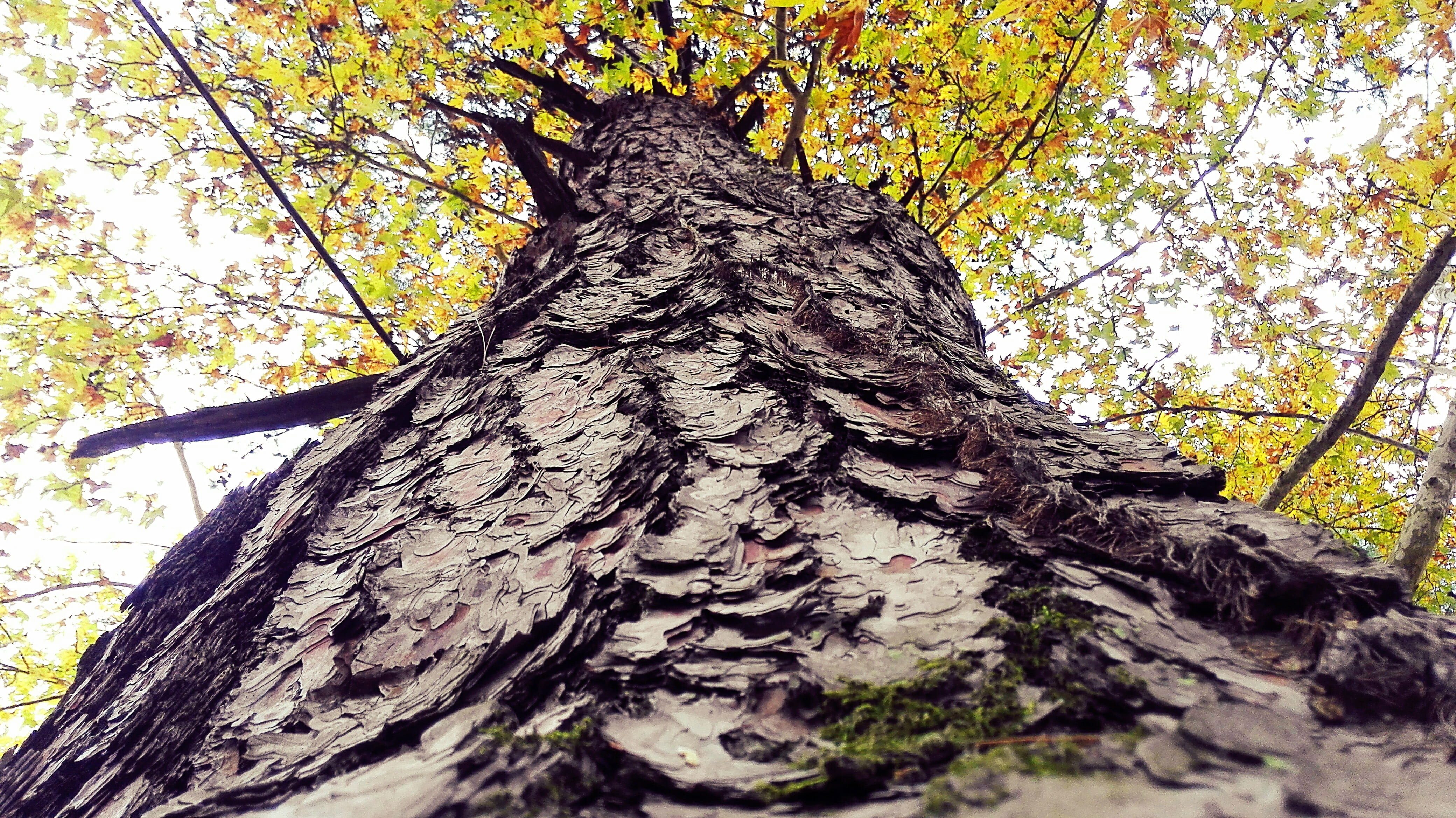 tree, shell, body, tree trunk, plant, nature, growth, bark