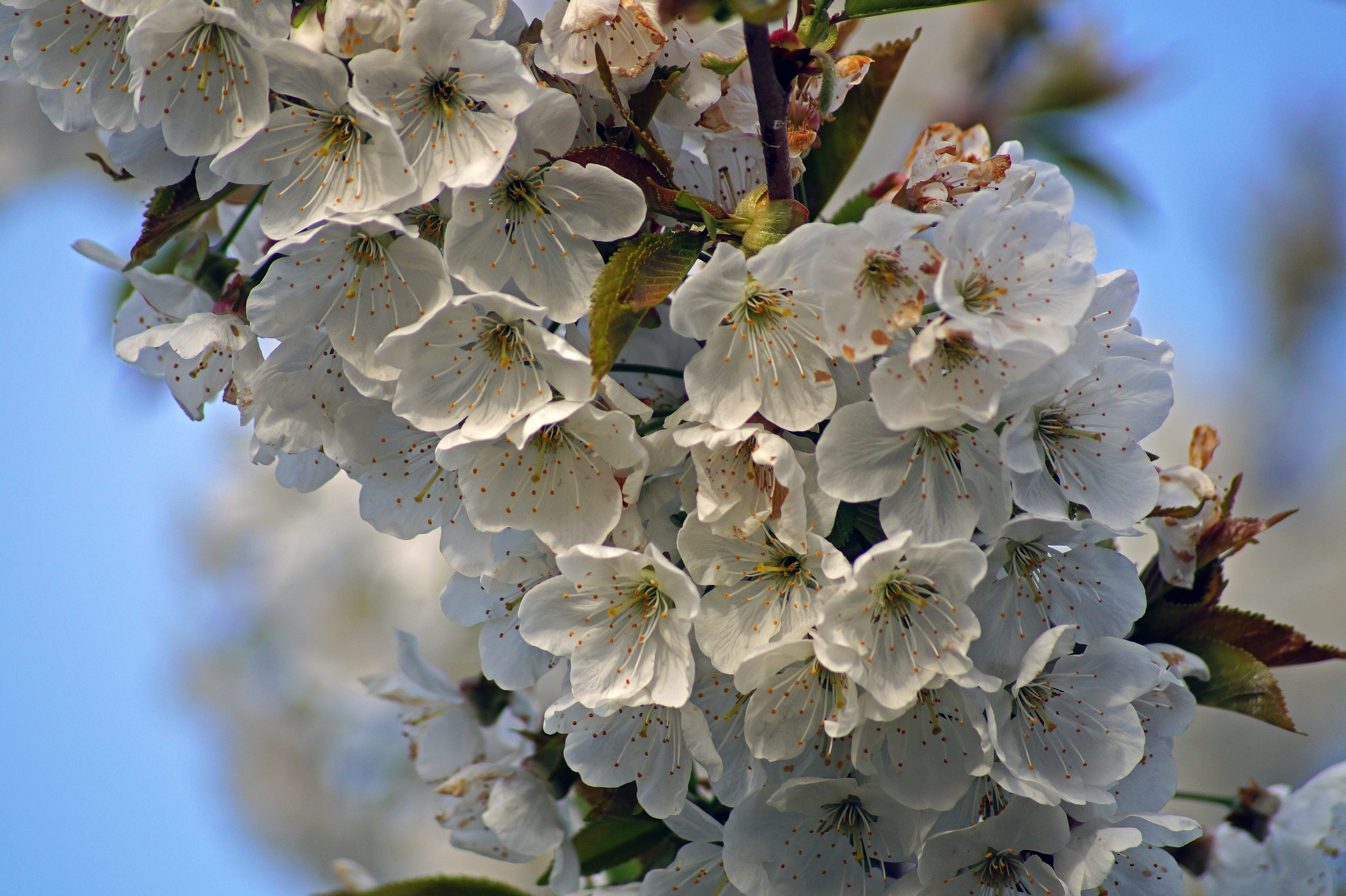 flower, cherry, spring, fruit tree, nature, cherry blossoms