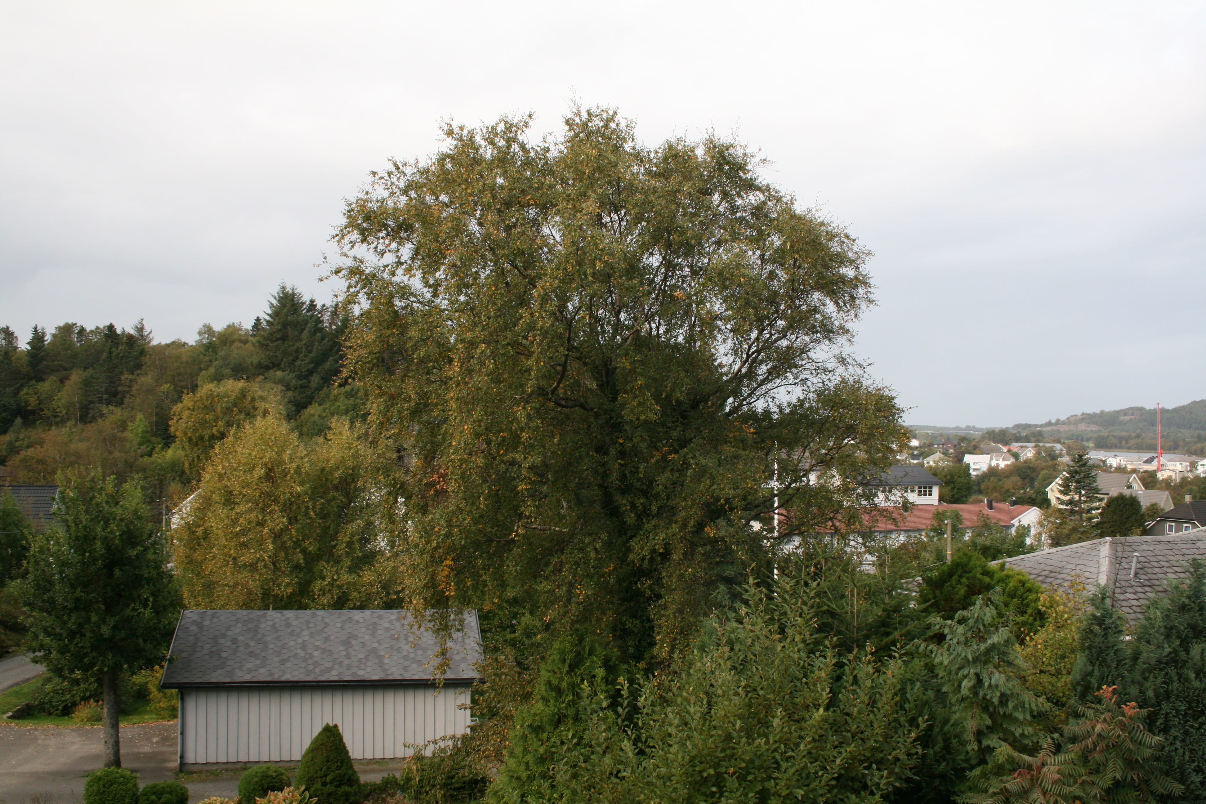 Birch, Summer, three, tree, day, no people, built structure