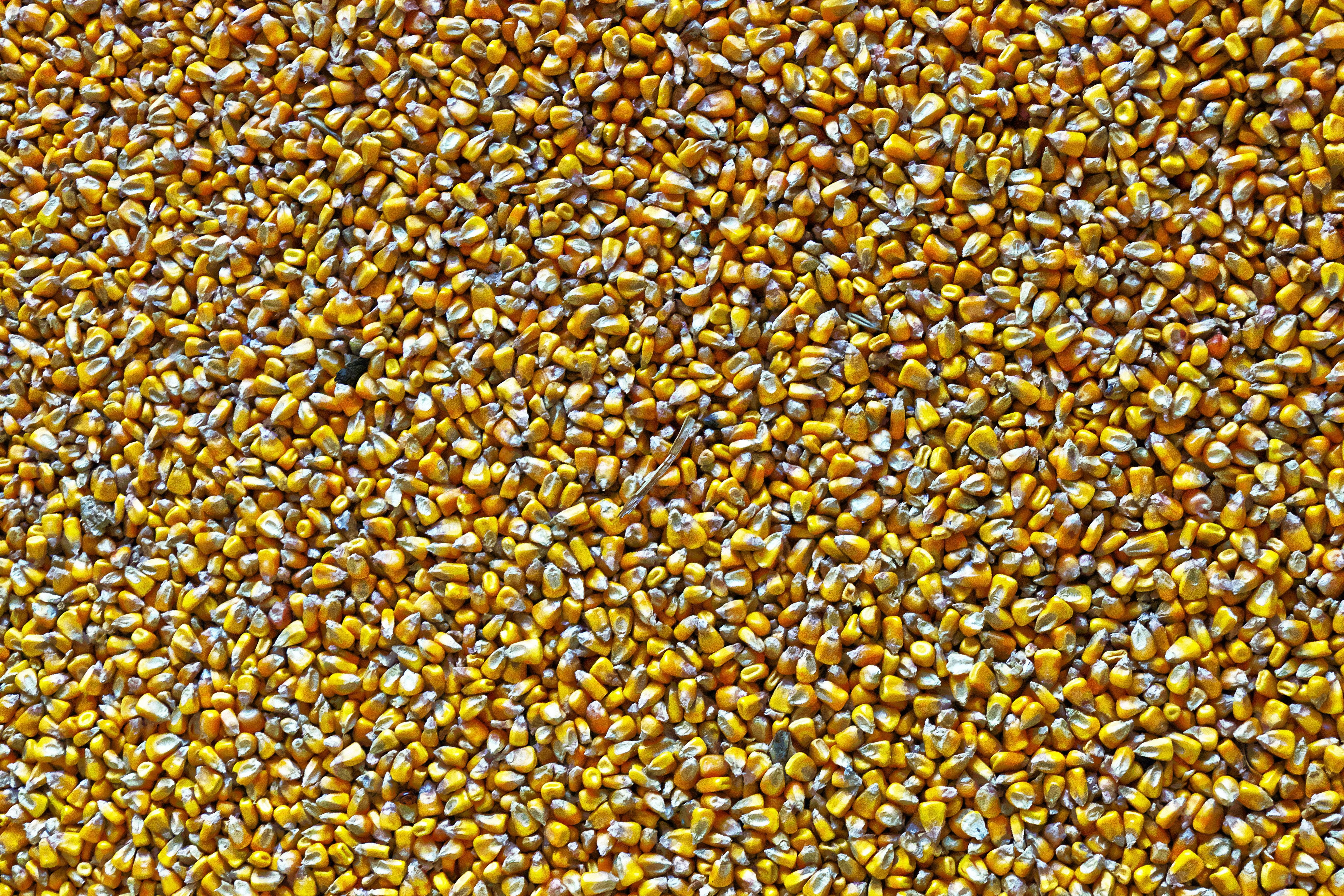 corn, fodder maize, structure, background, graphically, pattern