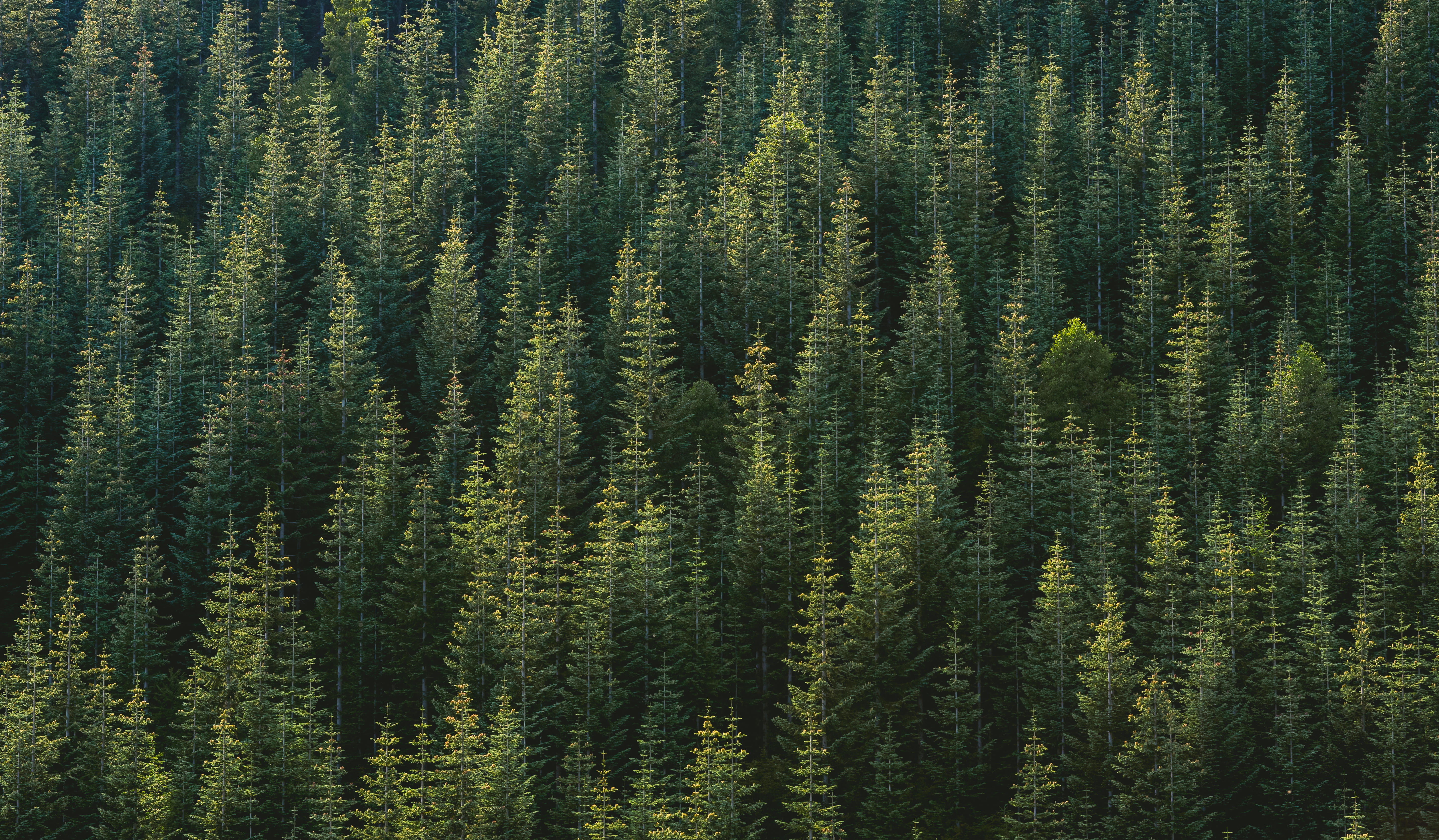aerial photography of forest, aerial photo of green pine trees