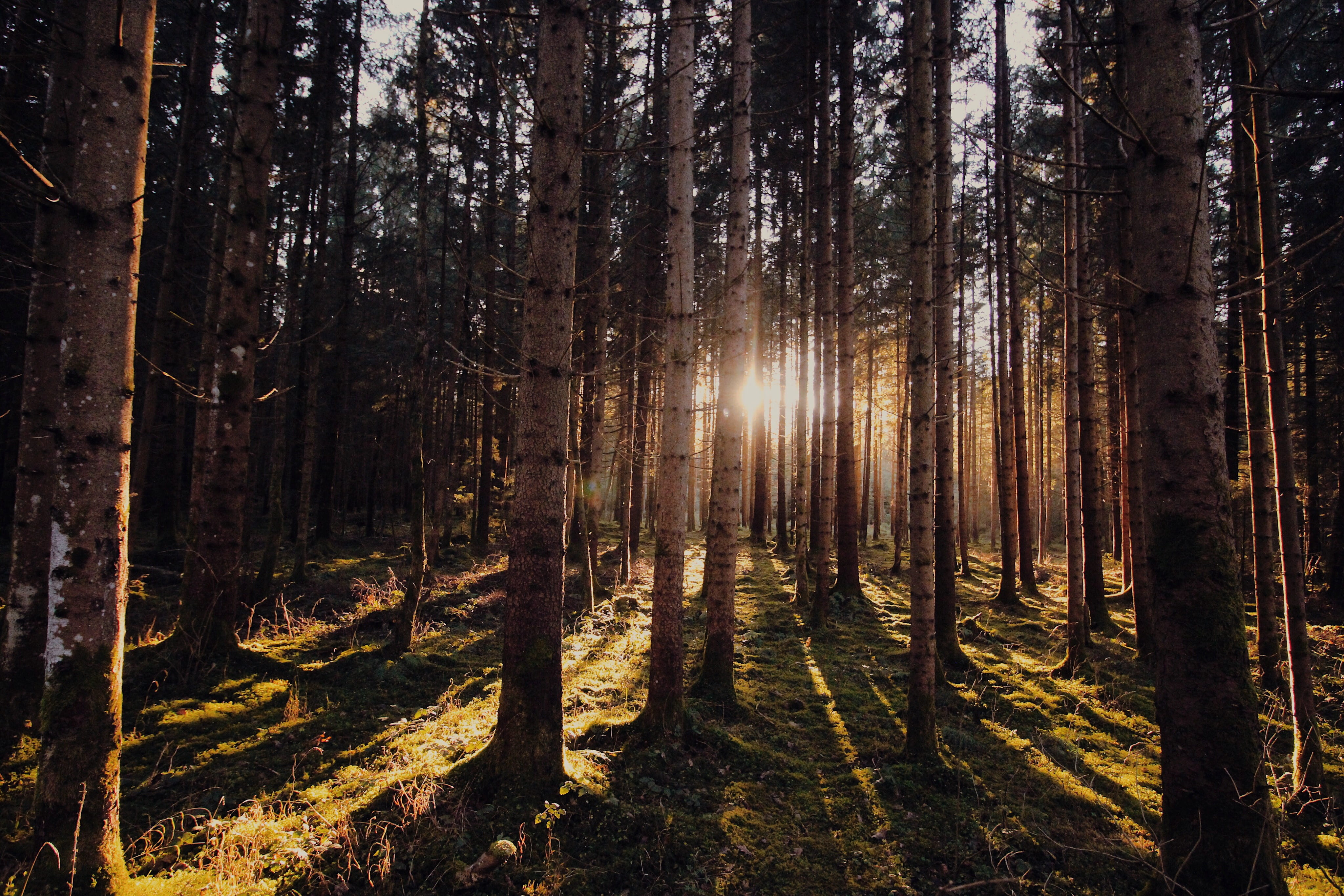 light, dawn, landscape, nature, beautiful, conifer, environment